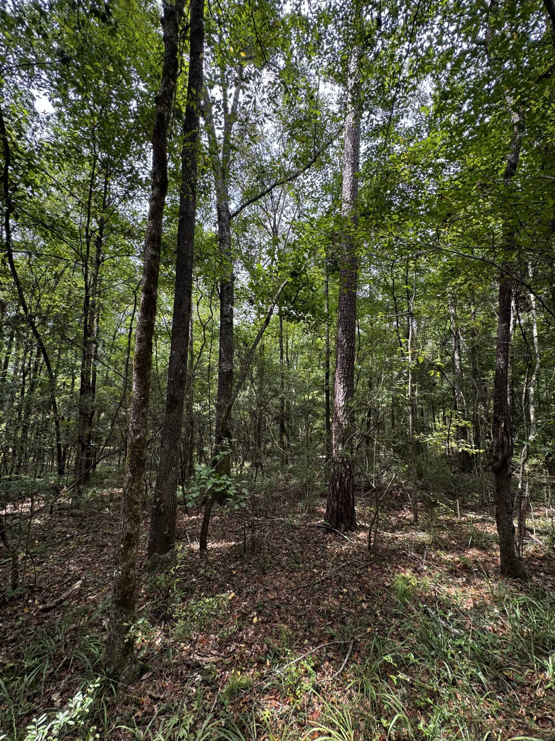 30 Acres of Mature Timber for Sale in Pike County, MS