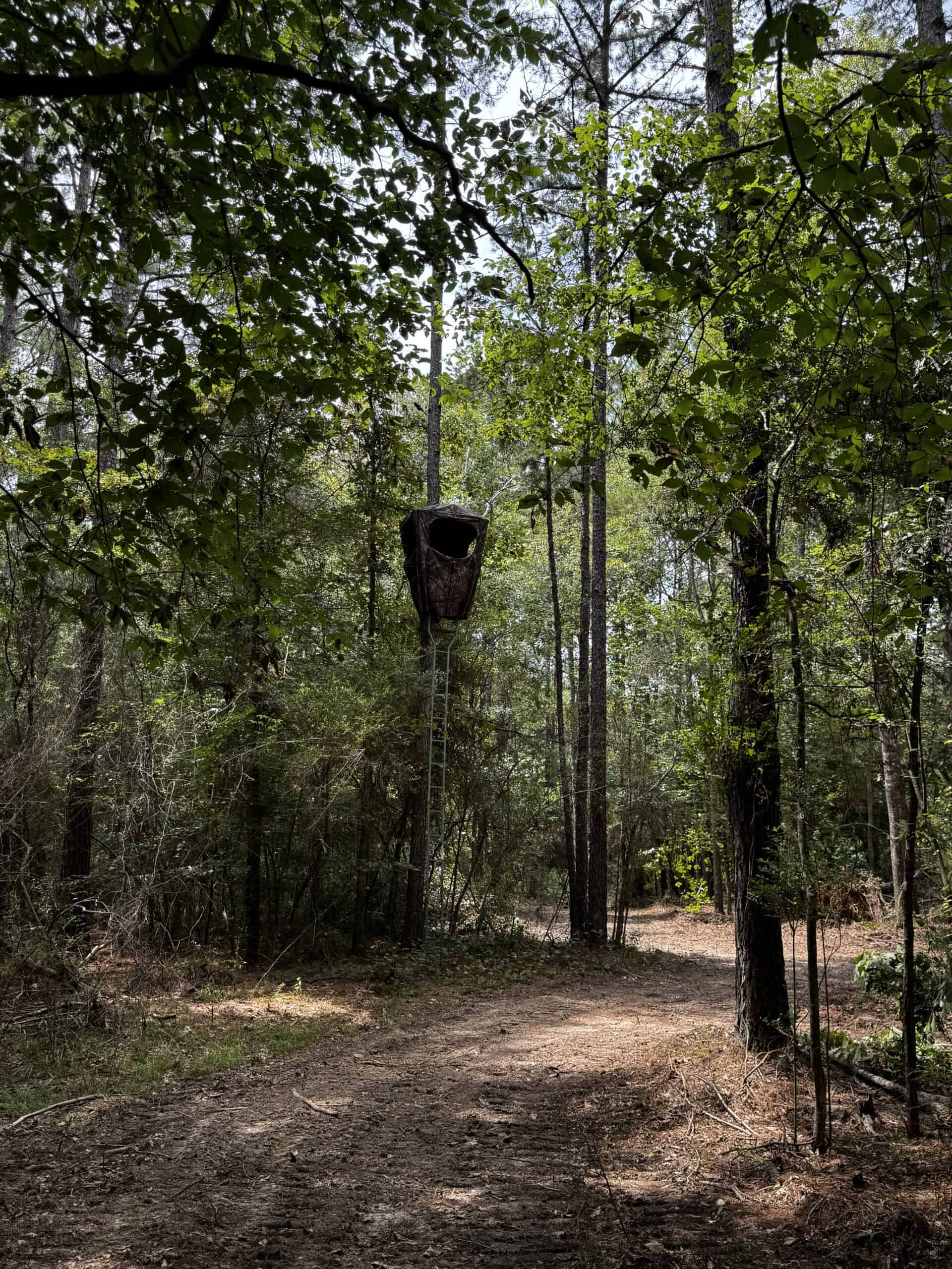 30 Acres of Mature Timber for Sale in Pike County, MS