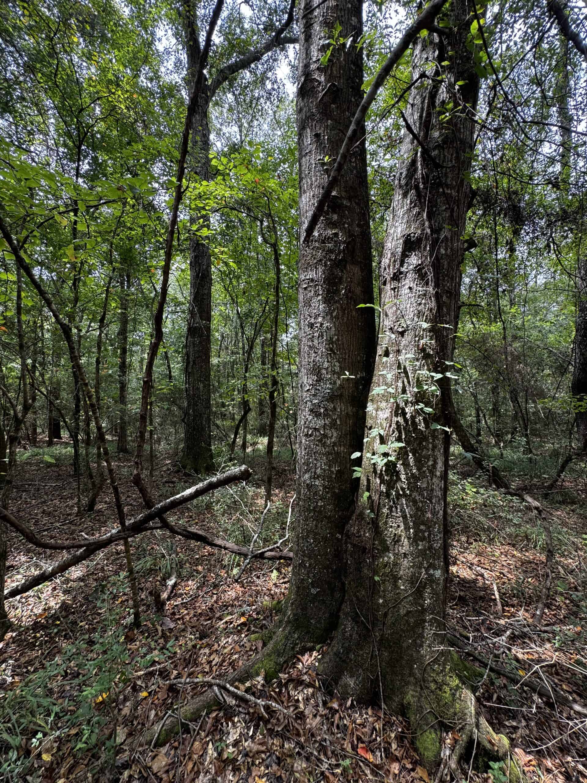 30 Acres of Mature Timber for Sale in Pike County, MS