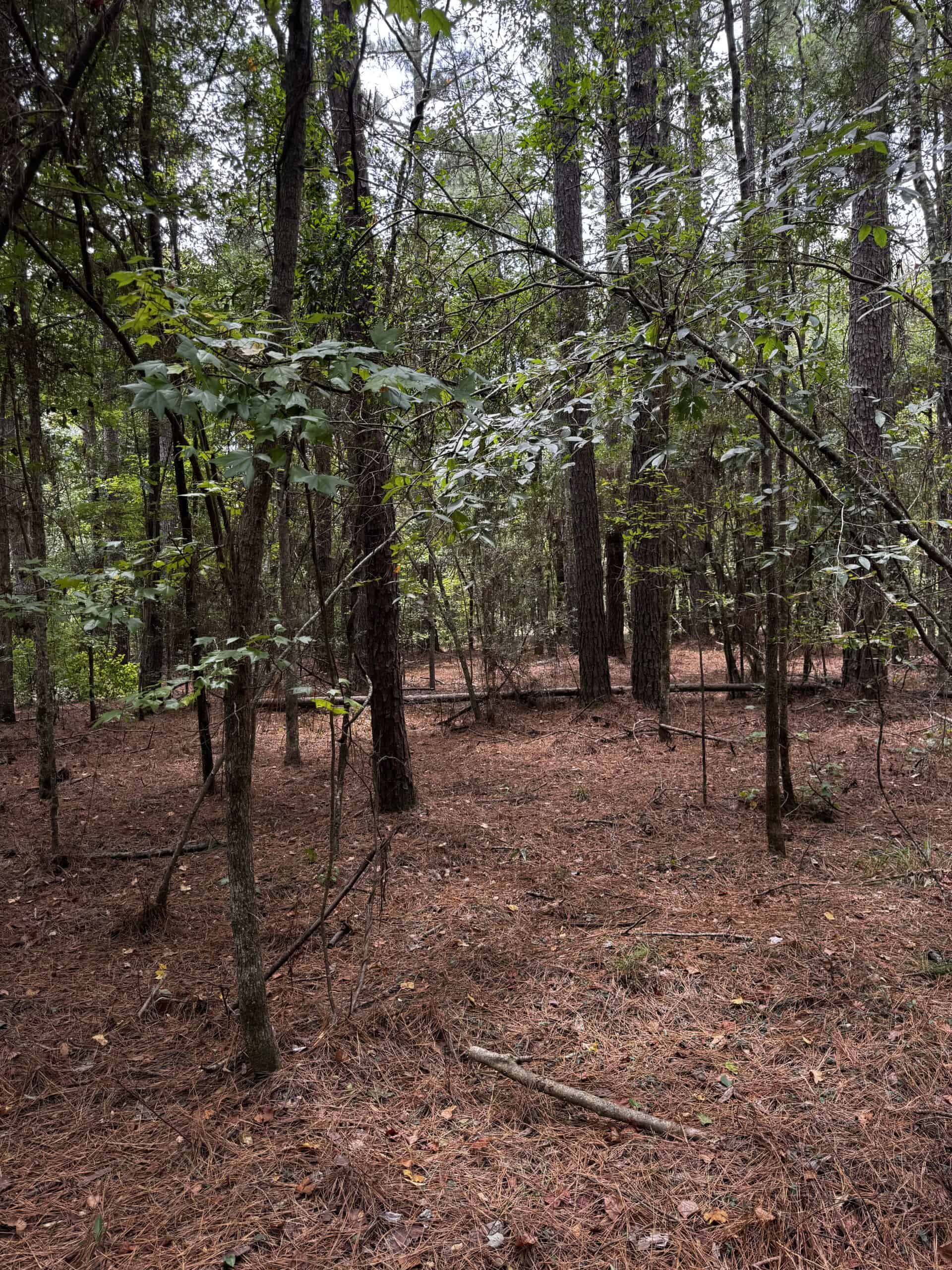 30 Acres of Mature Timber for Sale in Pike County, MS