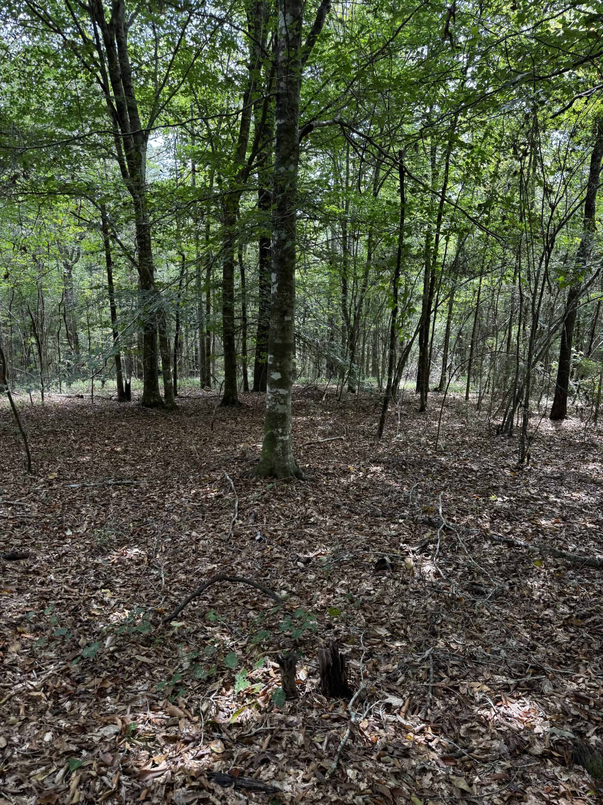 30 Acres of Mature Timber for Sale in Pike County, MS