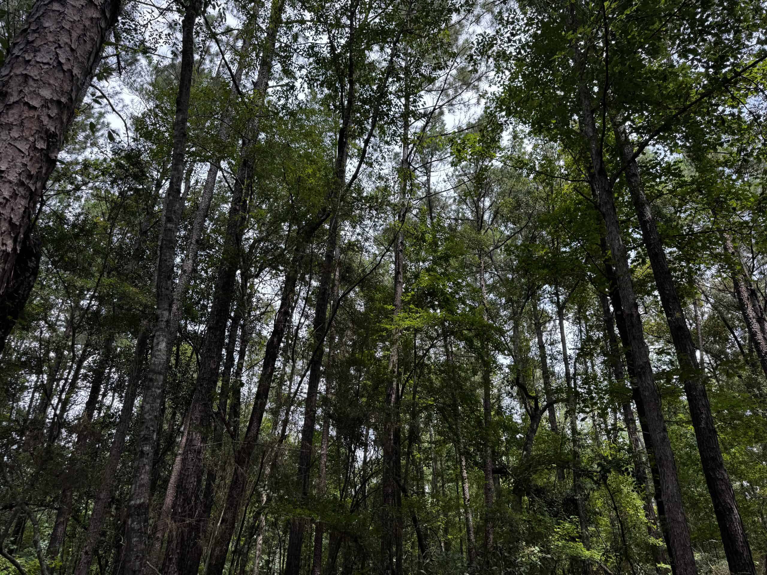 30 Acres of Mature Timber for Sale in Pike County, MS