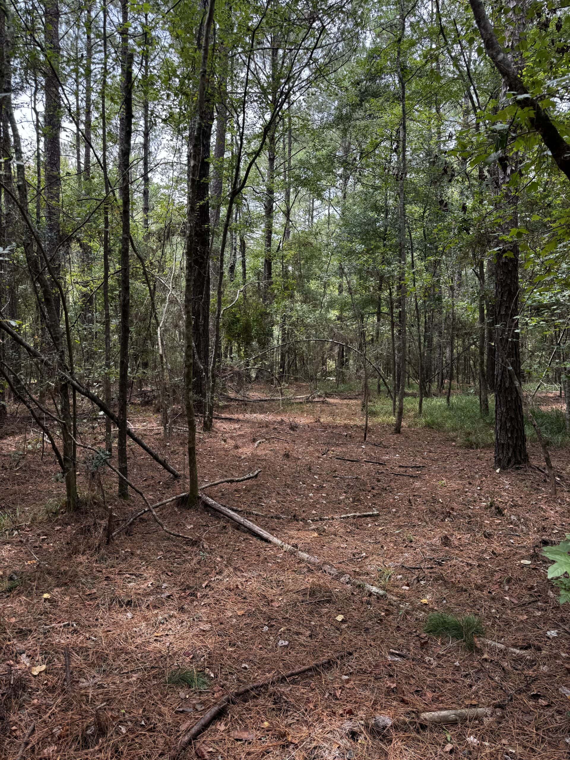 30 Acres of Mature Timber for Sale in Pike County, MS