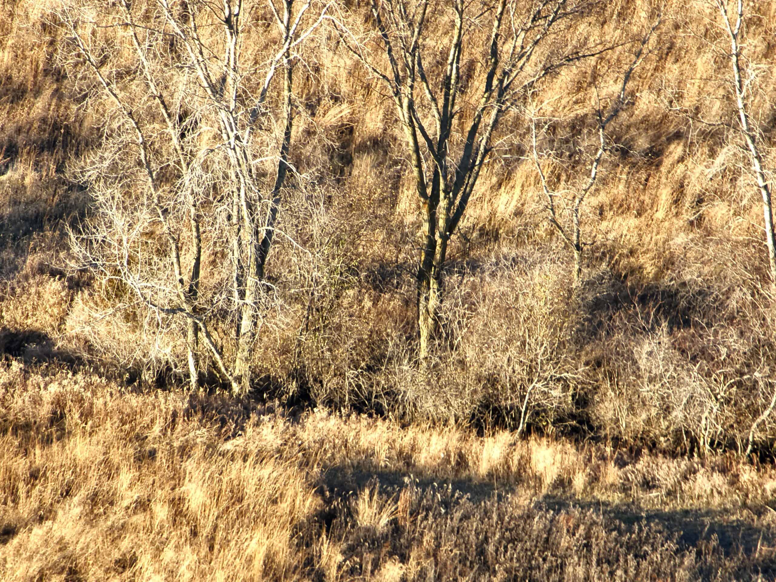 92+/- Acres of Hunting Land in Green Lake WI