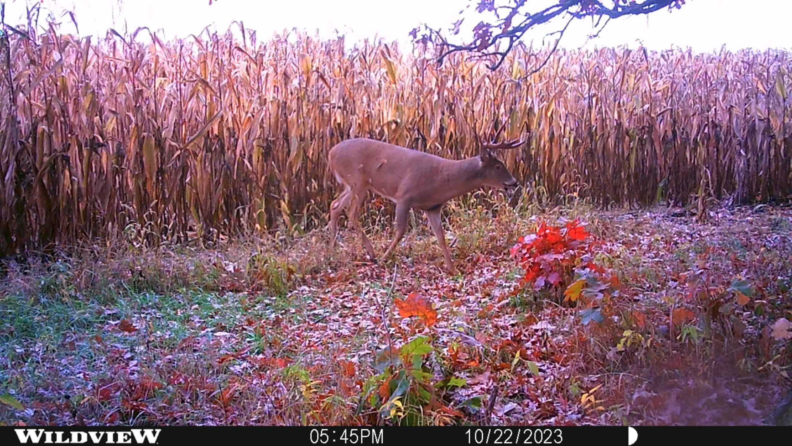 122+/- acre outdoor paradise in Waushara County WI