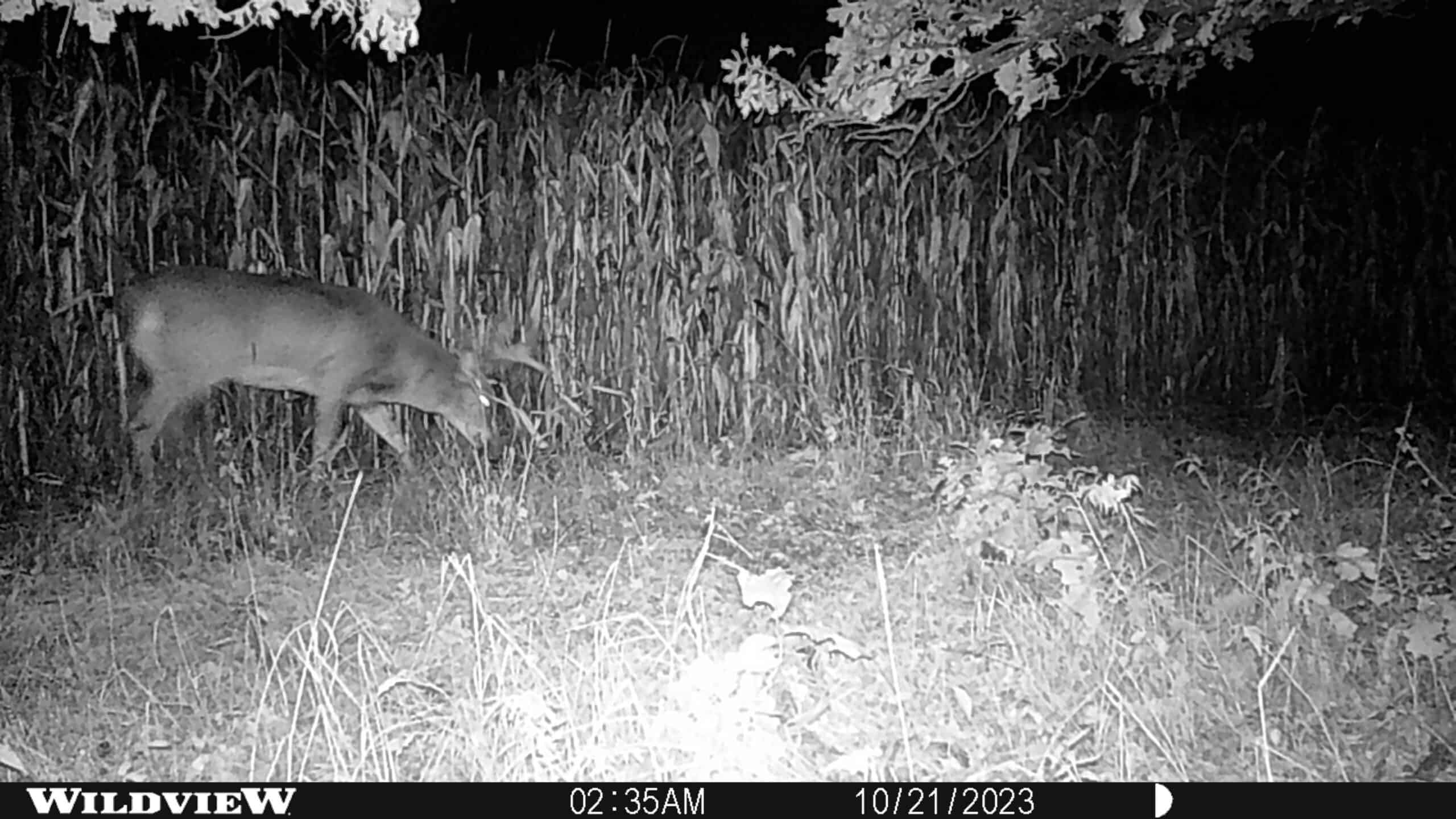 122+/- acre outdoor paradise in Waushara County WI