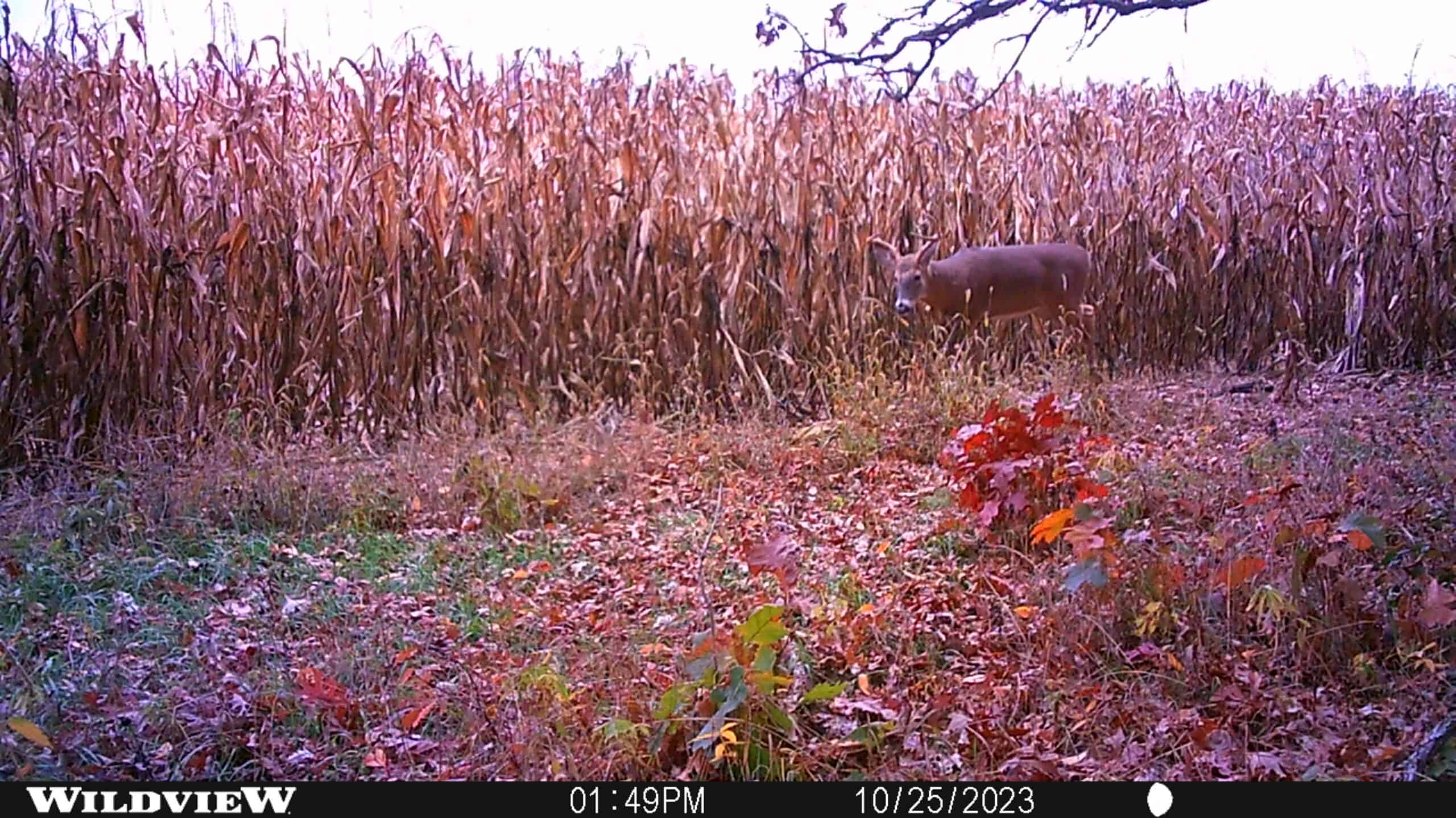 122+/- acre outdoor paradise in Waushara County WI