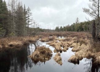 Expansive 230 Acre Wooded Property – Calais, Maine