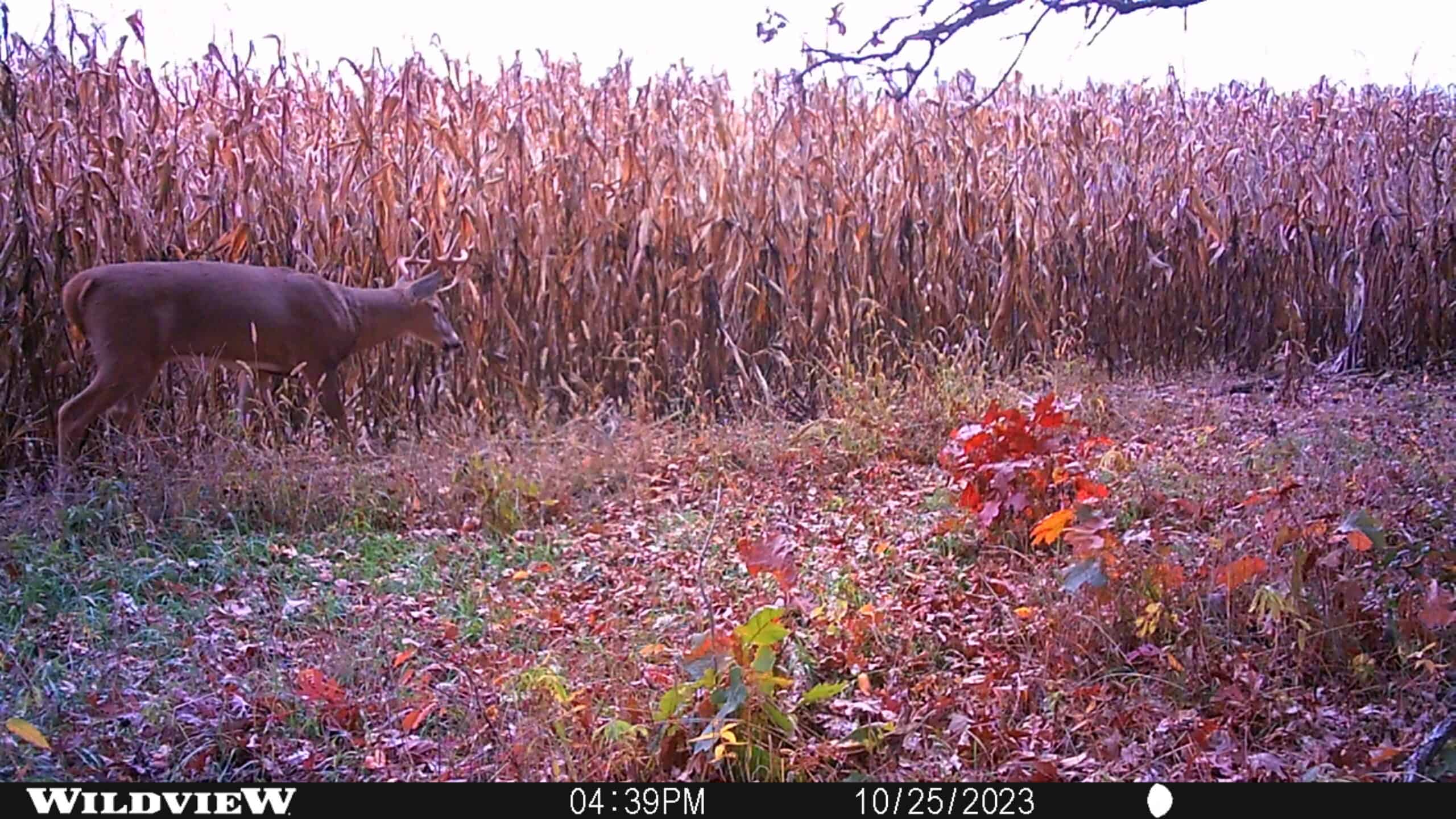 122+/- acre outdoor paradise in Waushara County WI