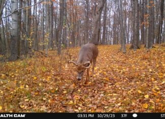 34.83-Acre Southwest Wisconsin Hunting Retreat | Viola, Wisconsin