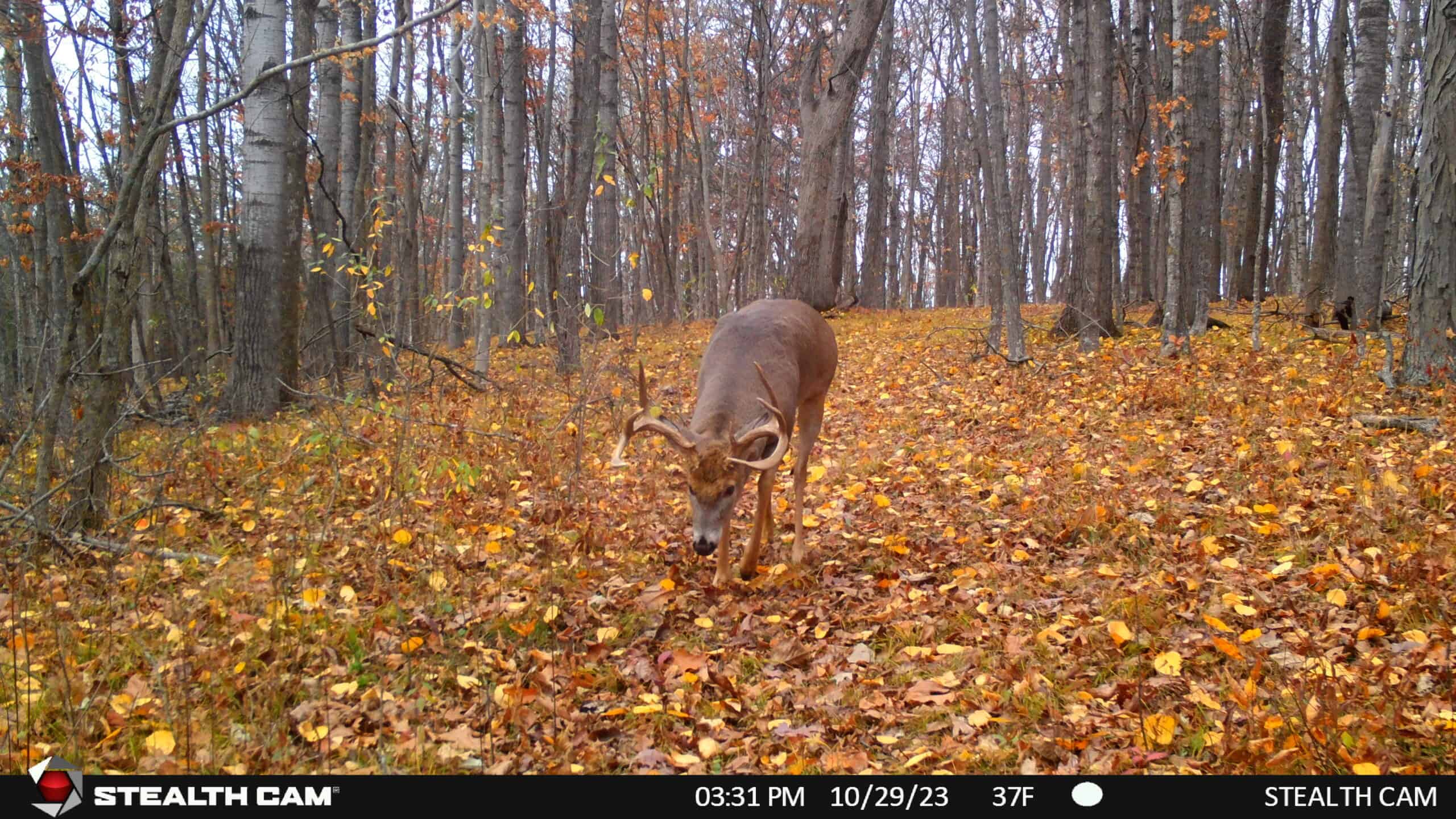 34.83-Acre Southwest Wisconsin Hunting Retreat | Viola, Wisconsin