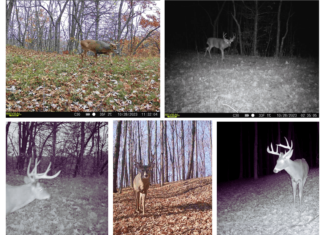 34.83-Acre Southwest Wisconsin Hunting Retreat | Viola, Wisconsin