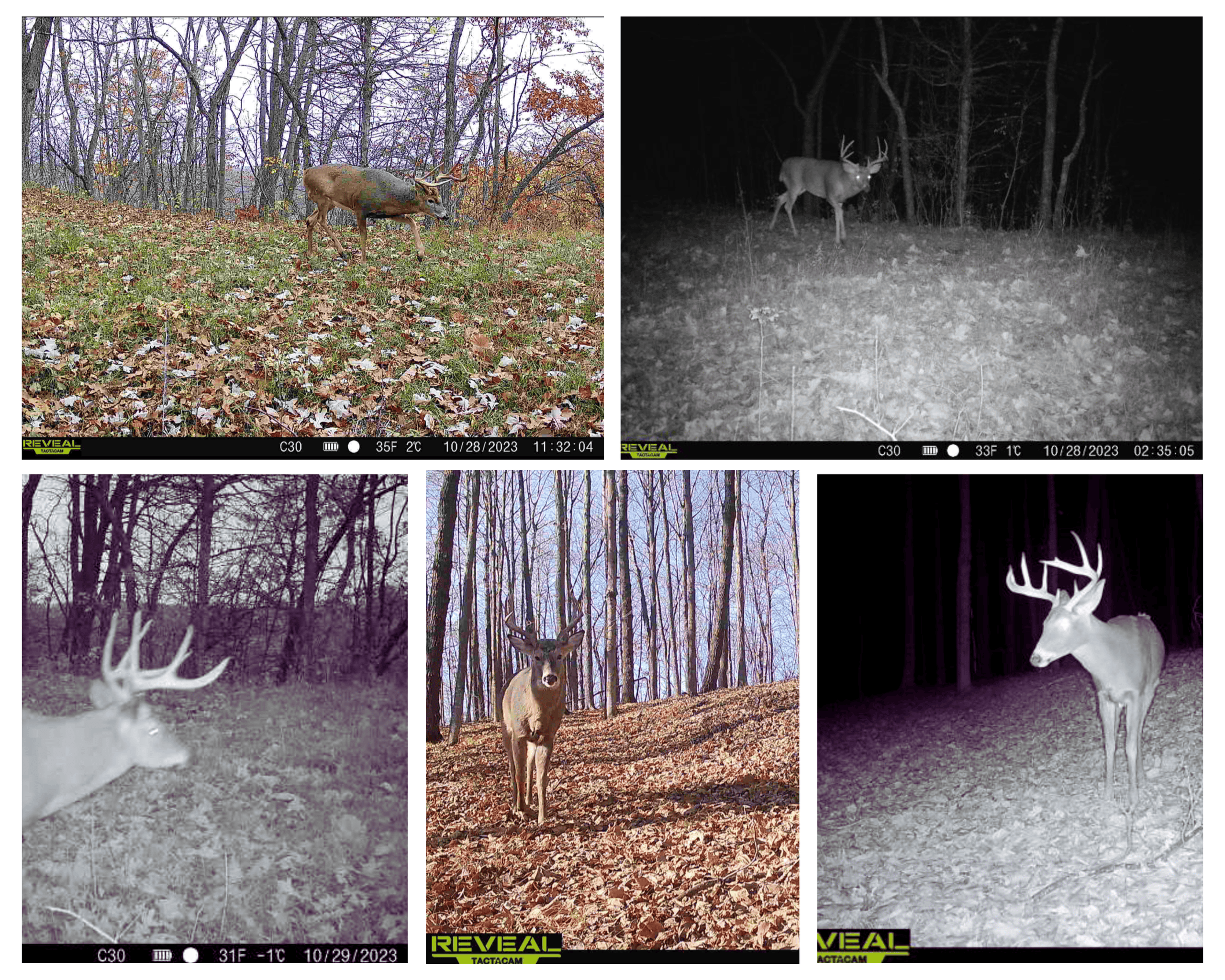 34.83-Acre Southwest Wisconsin Hunting Retreat | Viola, Wisconsin