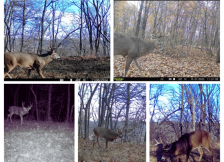 34.83-Acre Southwest Wisconsin Hunting Retreat | Viola, Wisconsin