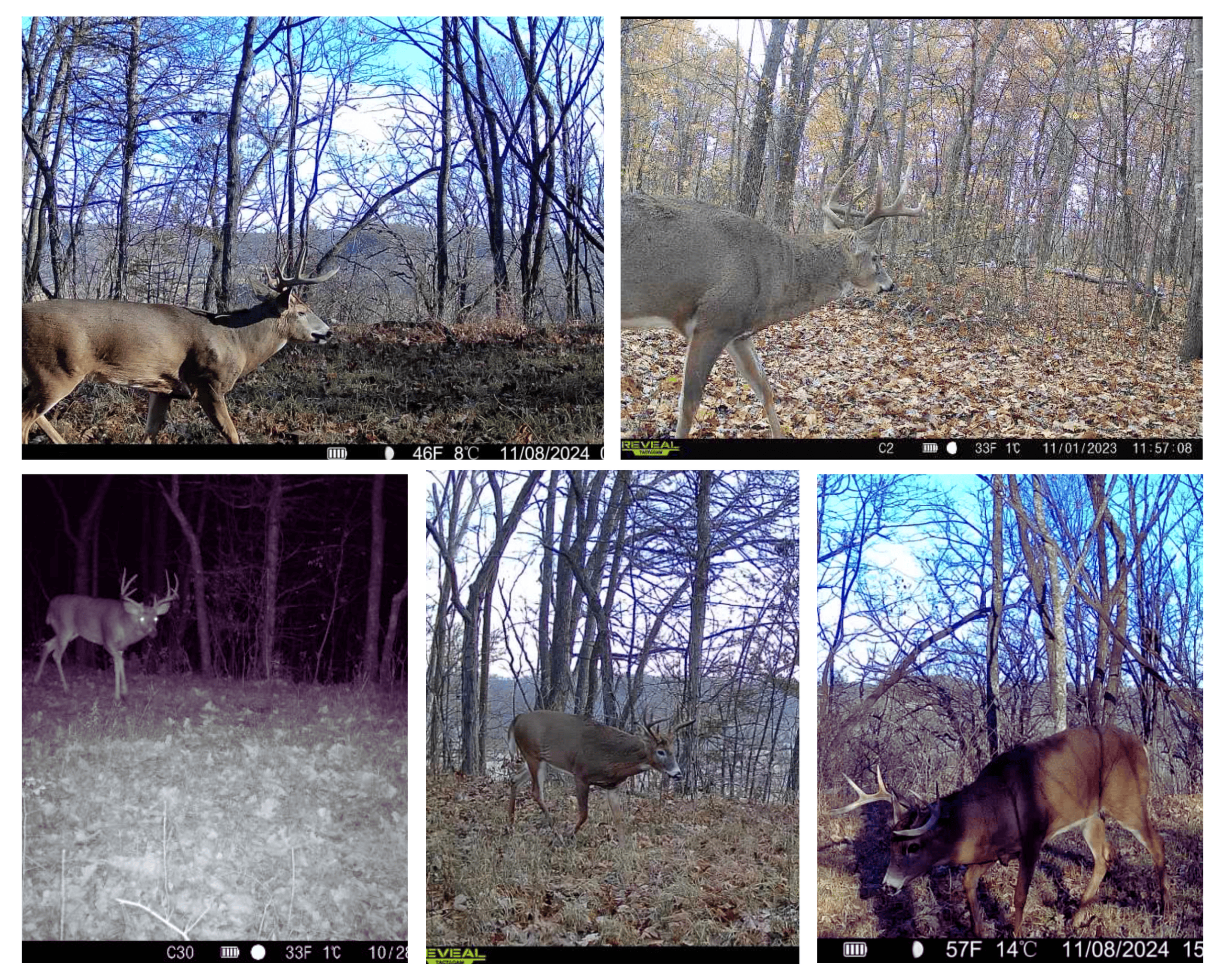 34.83-Acre Southwest Wisconsin Hunting Retreat | Viola, Wisconsin
