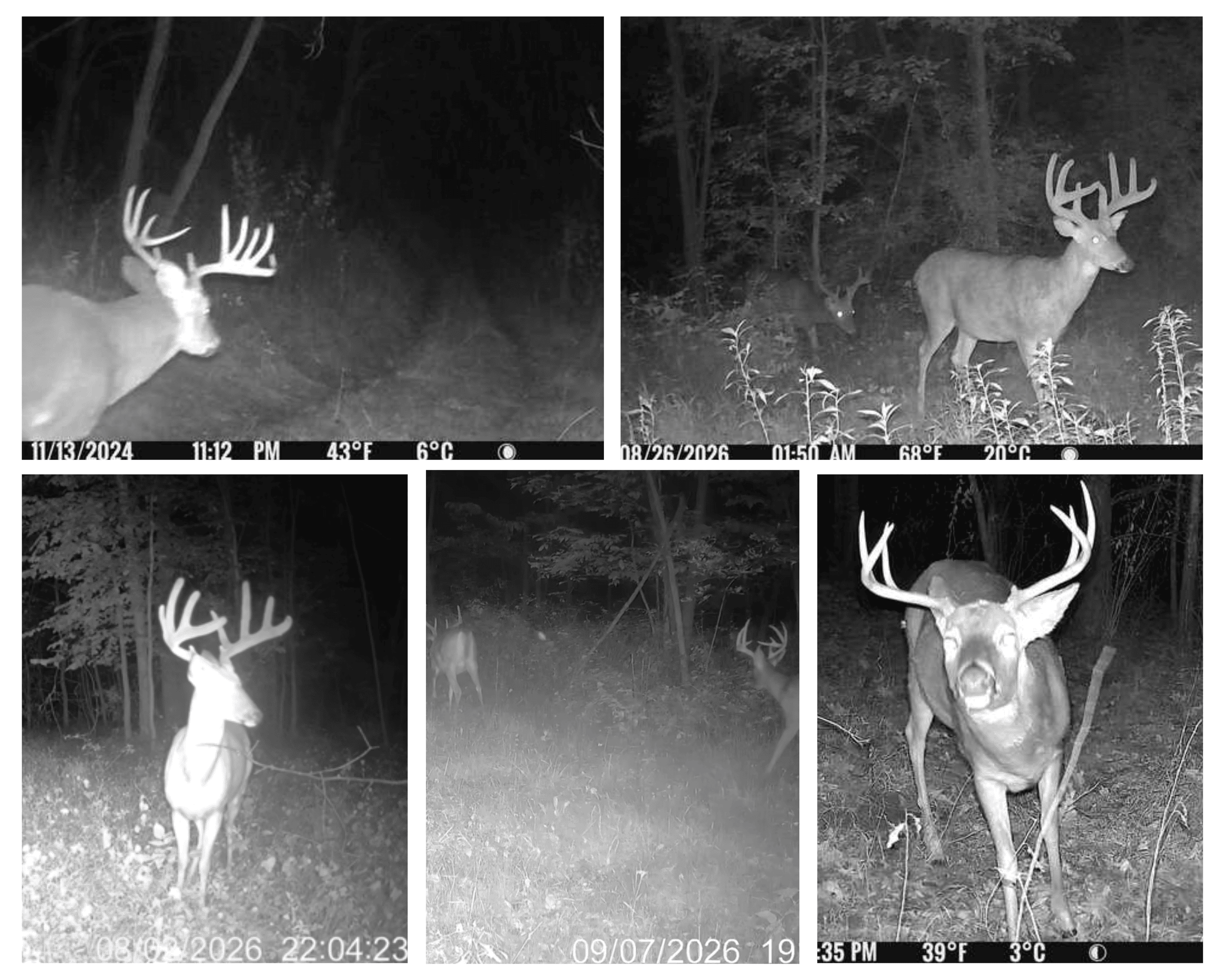 58.89-Acre Hunting Camp & Whitetail Retreat | Blue River, Wisconsin