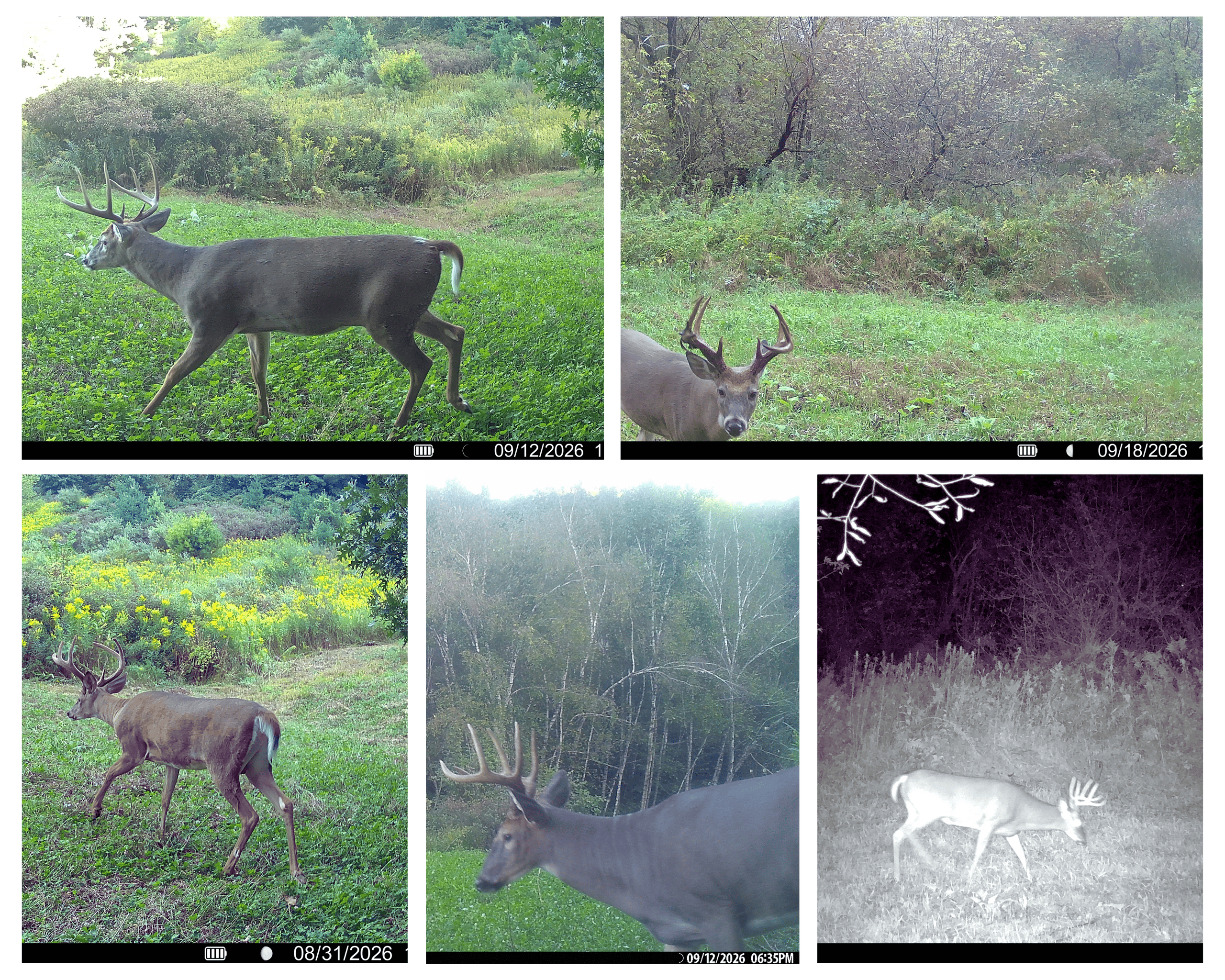 37.61-Acre Trophy Whitetail & Recreational Property | Hixton, Wisconsin