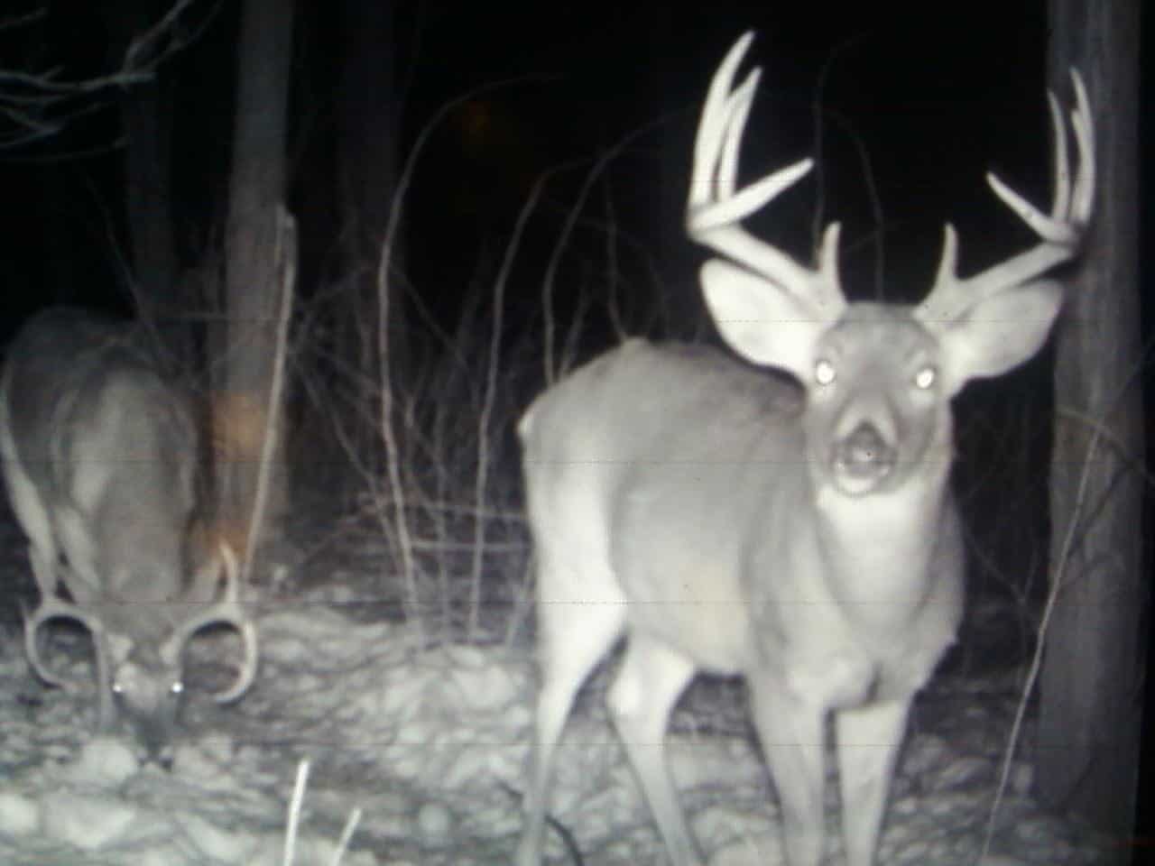 52 Acres of Trophy Whitetail Deer Hunting in Columbia County WI
