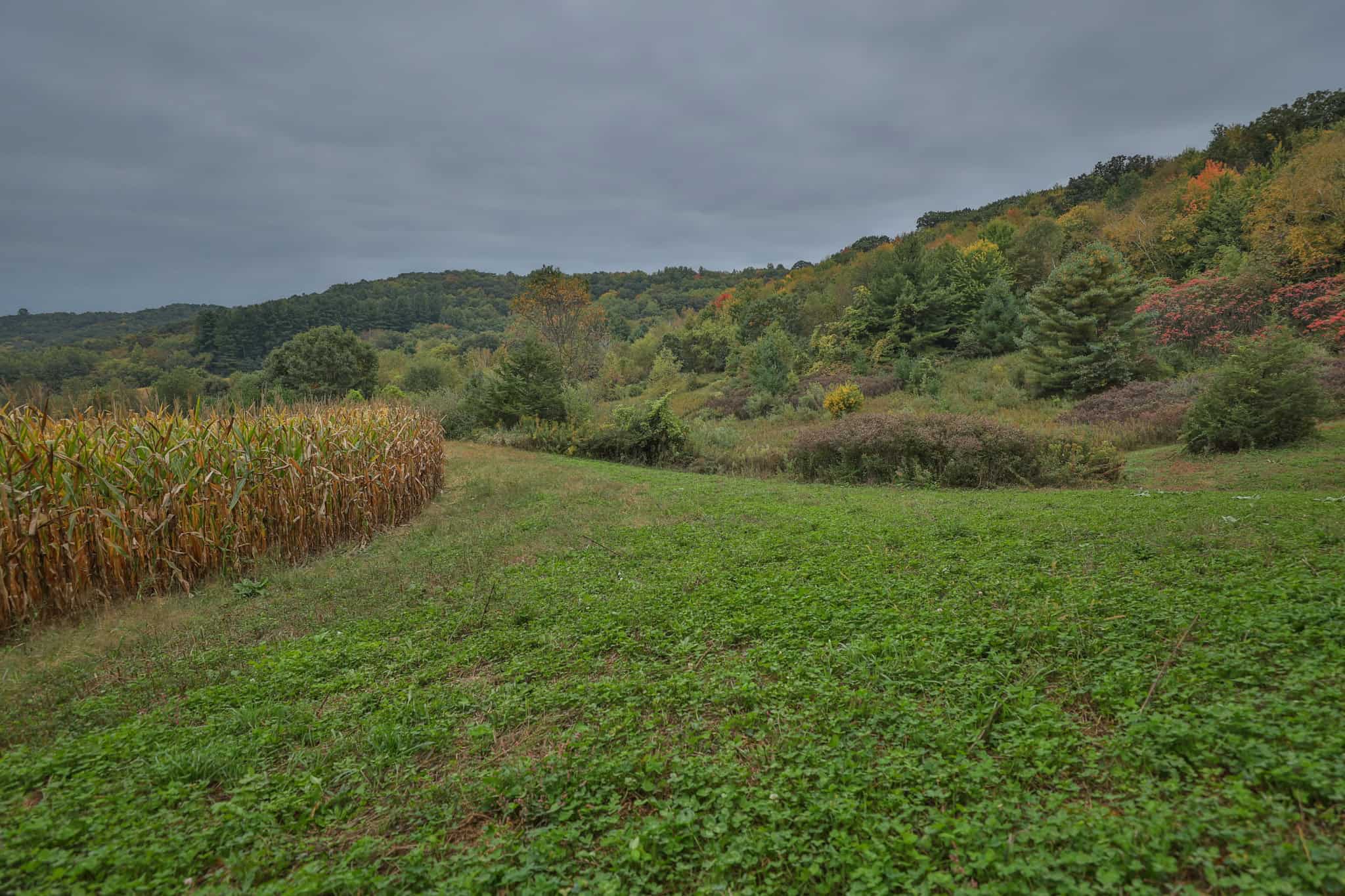 37.61-Acre Trophy Whitetail & Recreational Property | Hixton, Wisconsin