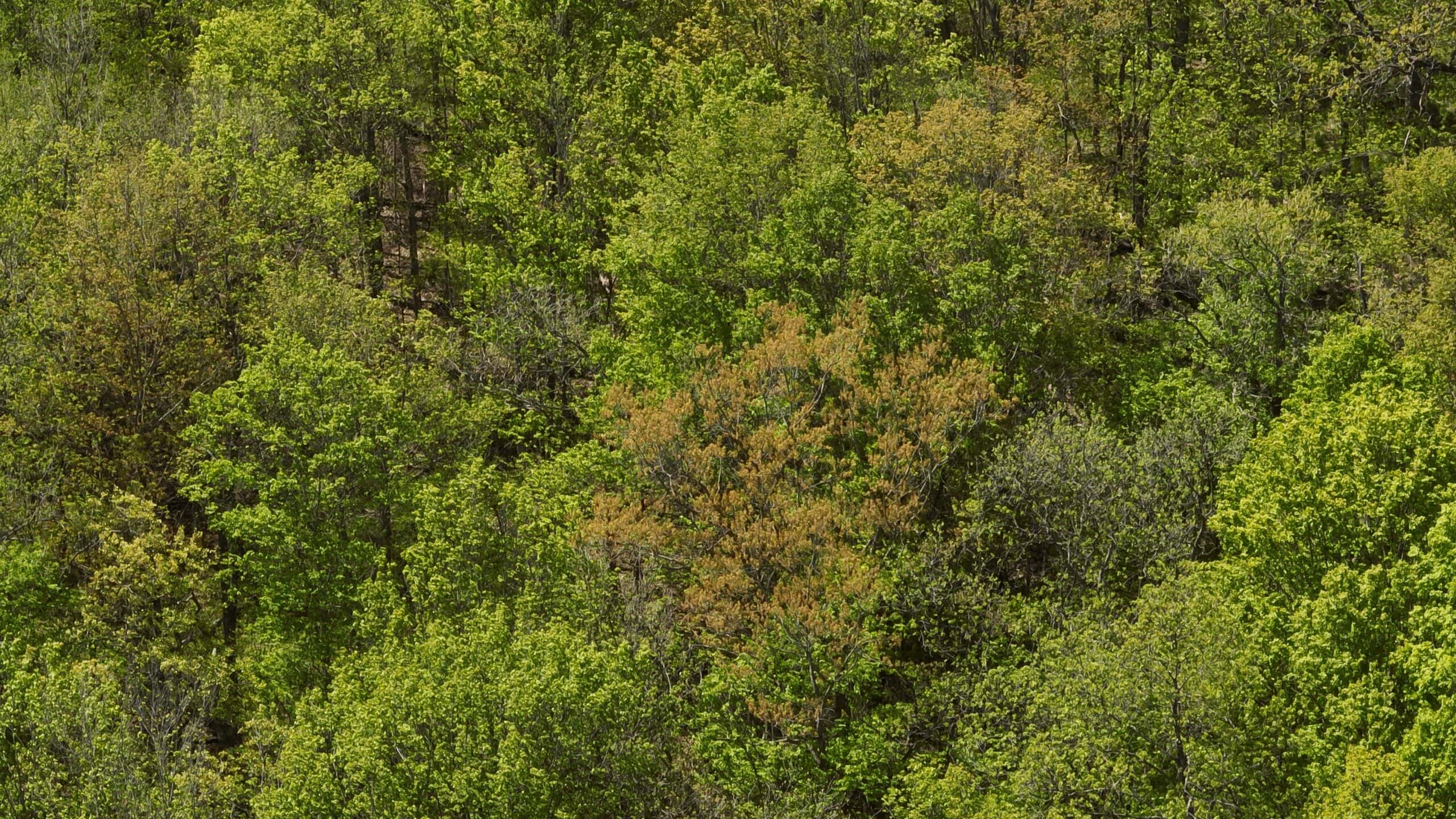 34.83-Acre Southwest Wisconsin Hunting Retreat | Viola, Wisconsin