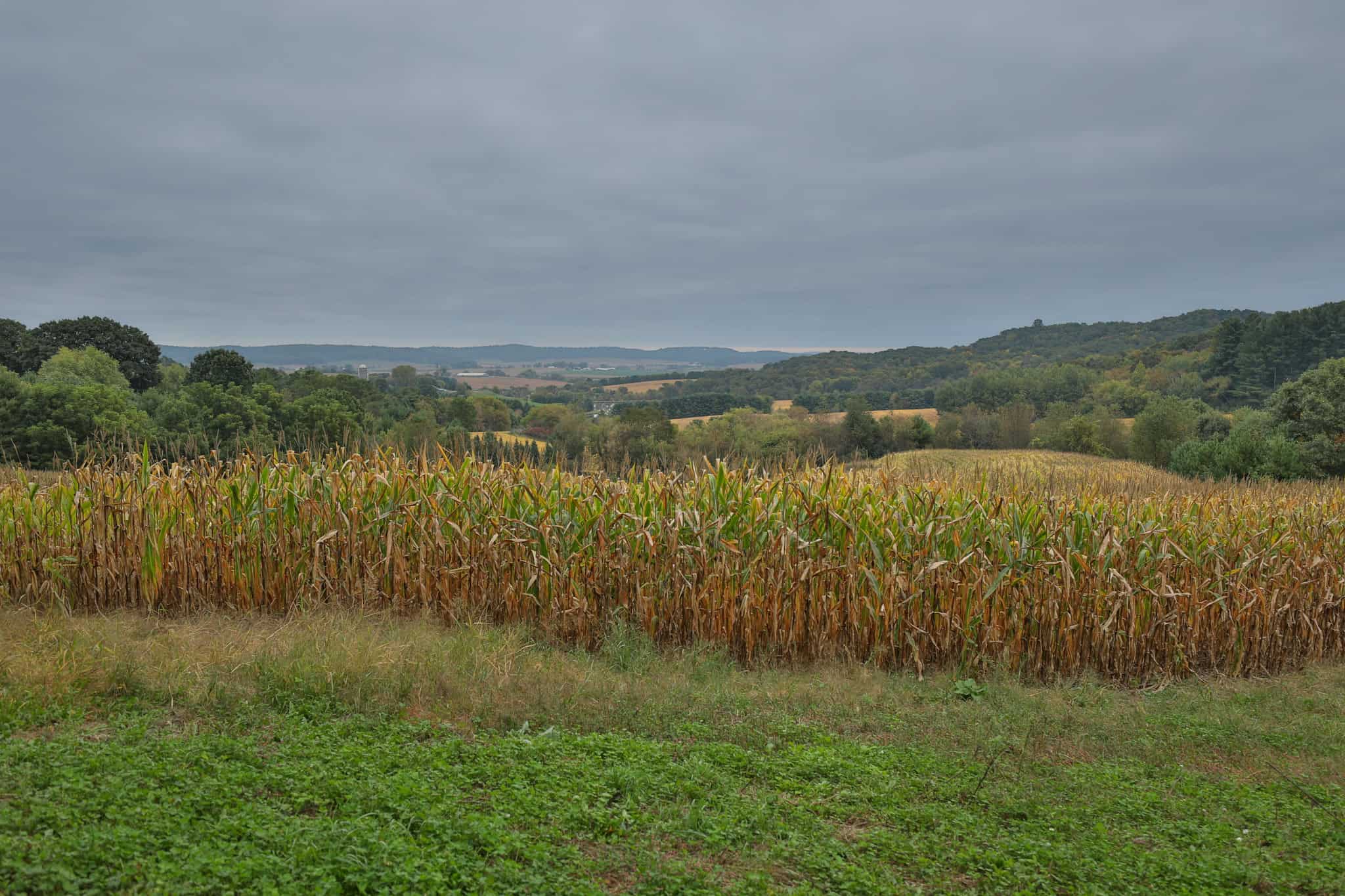 37.61-Acre Trophy Whitetail & Recreational Property | Hixton, Wisconsin