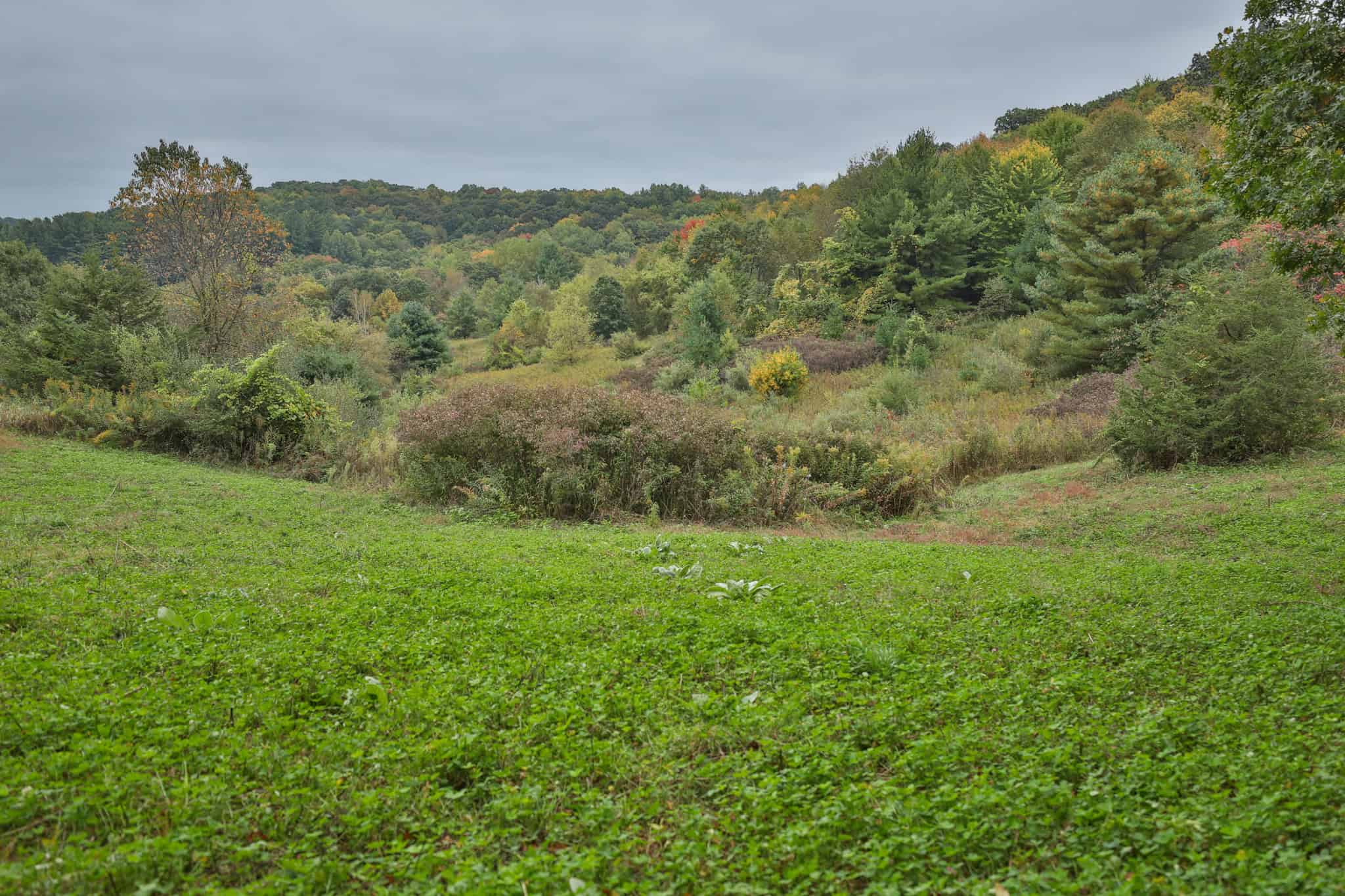 37.61-Acre Trophy Whitetail & Recreational Property | Hixton, Wisconsin