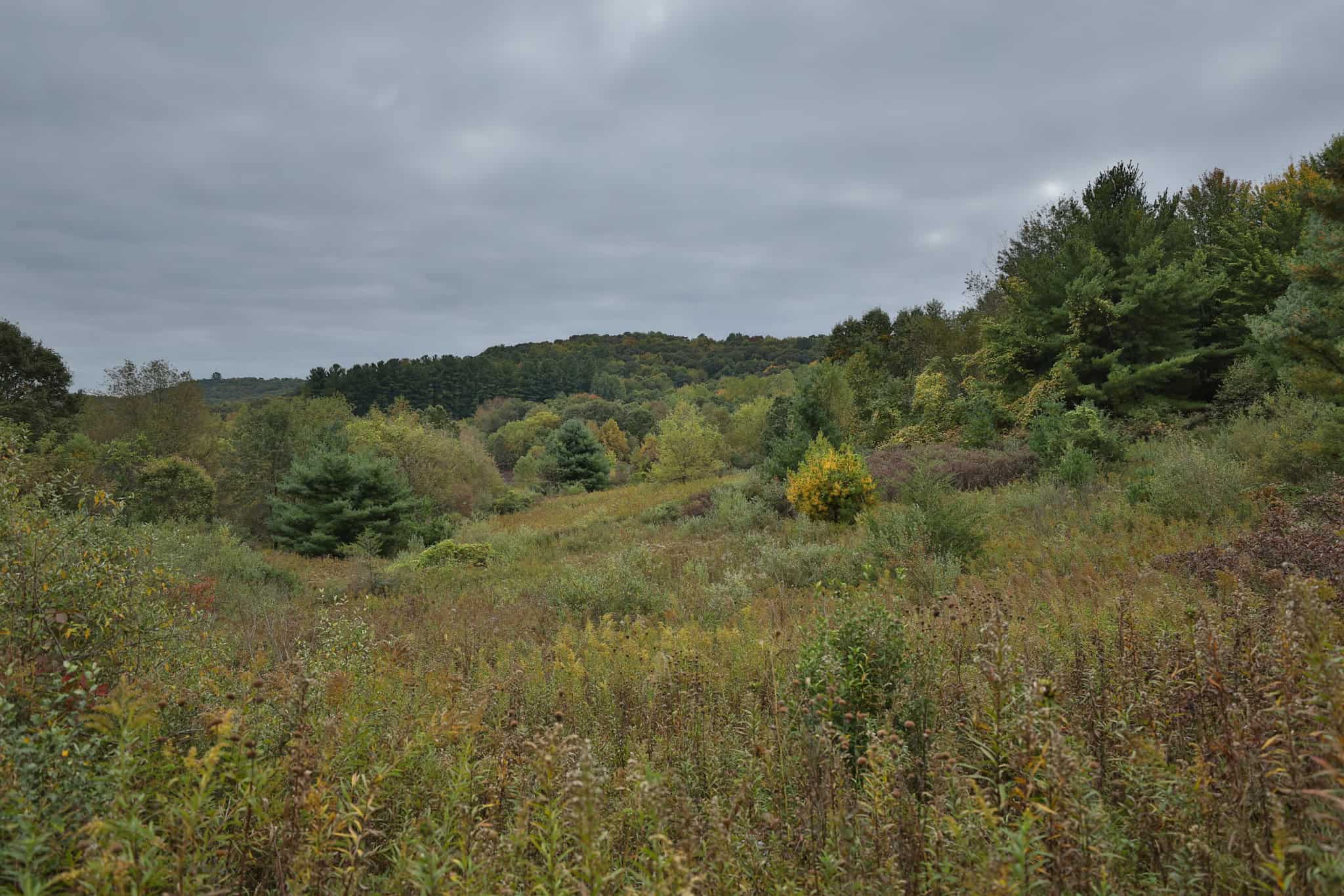 37.61-Acre Trophy Whitetail & Recreational Property | Hixton, Wisconsin