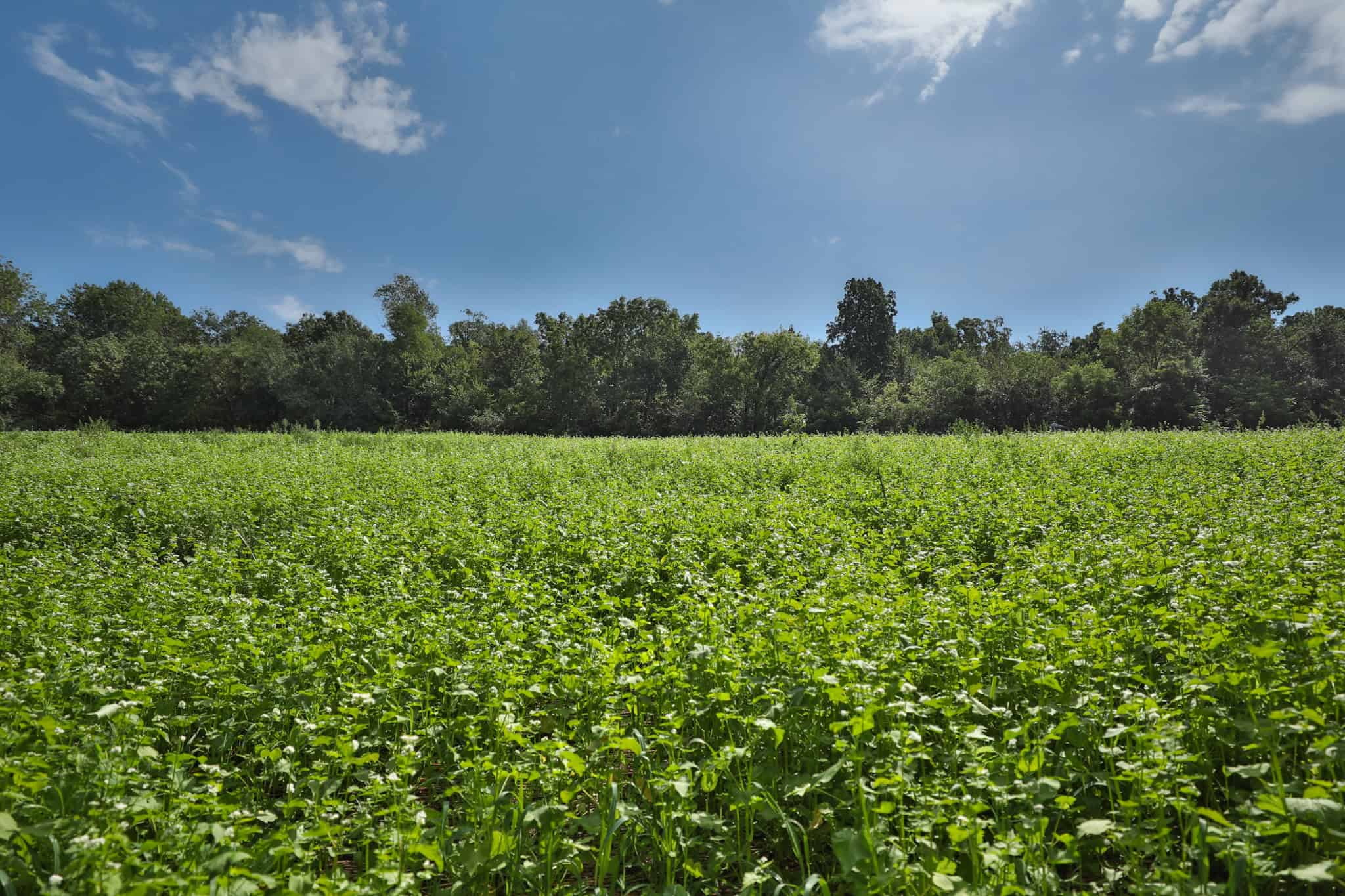 The Blue Mounds 32 — A Private Whitetail Hunting Retreat in Iowa County, Wisconsin