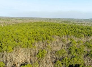 20 ± Acre Wooded Land for Sale in Salem, MO