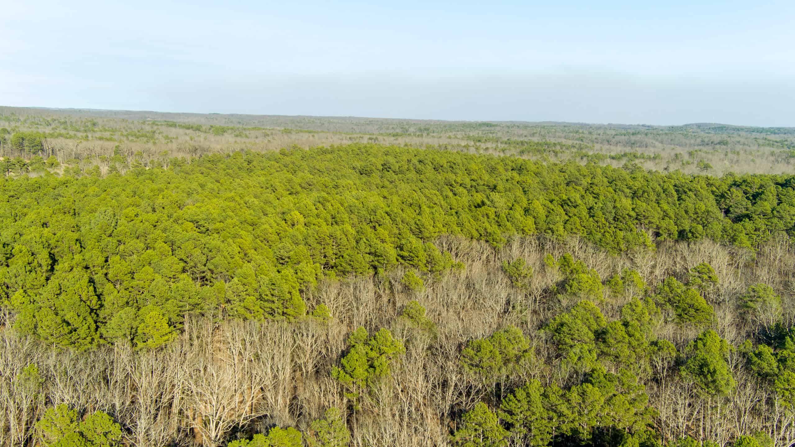 20 ± Acre Wooded Land for Sale in Salem, MO