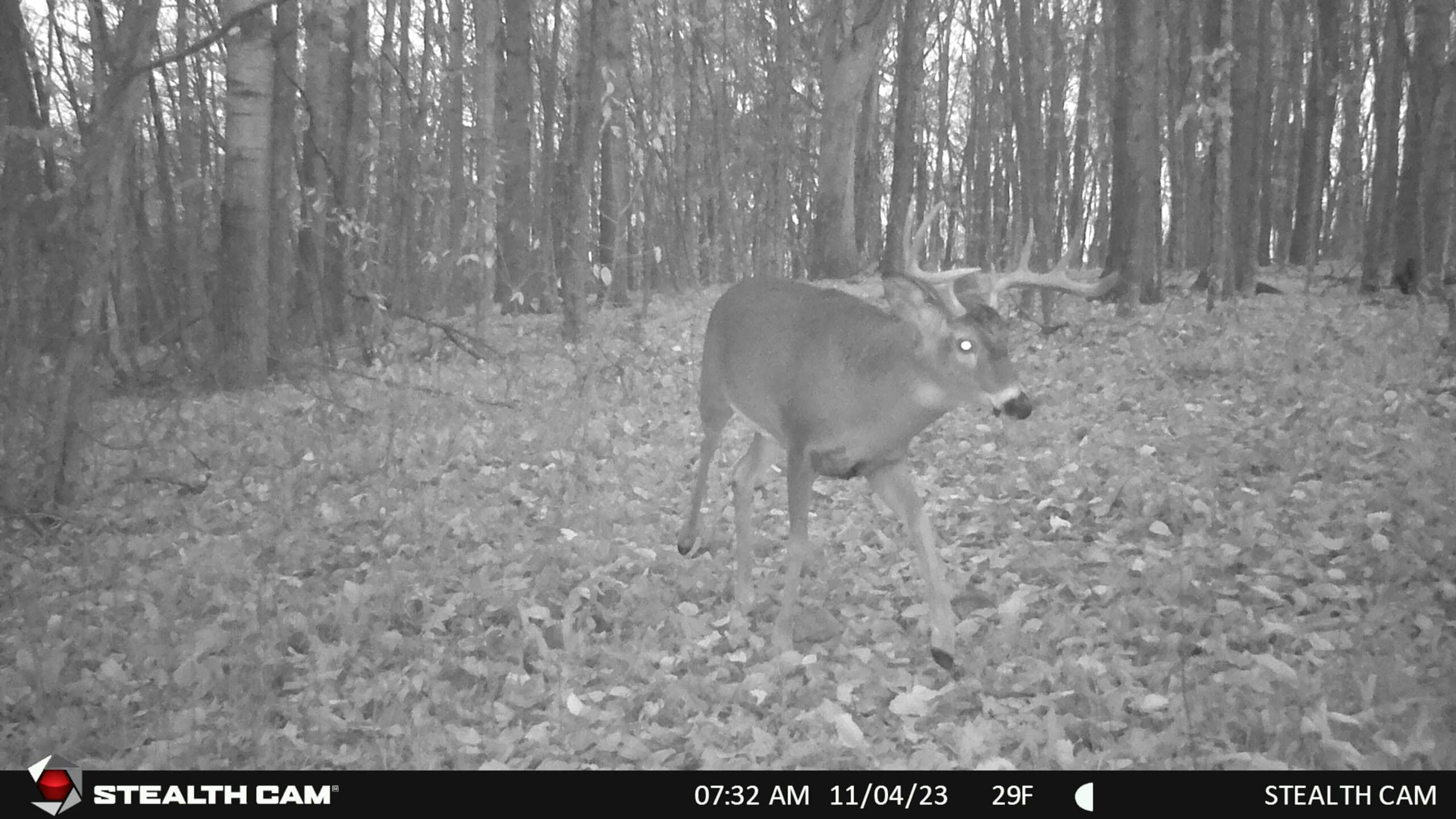 34.83-Acre Southwest Wisconsin Hunting Retreat | Viola, Wisconsin