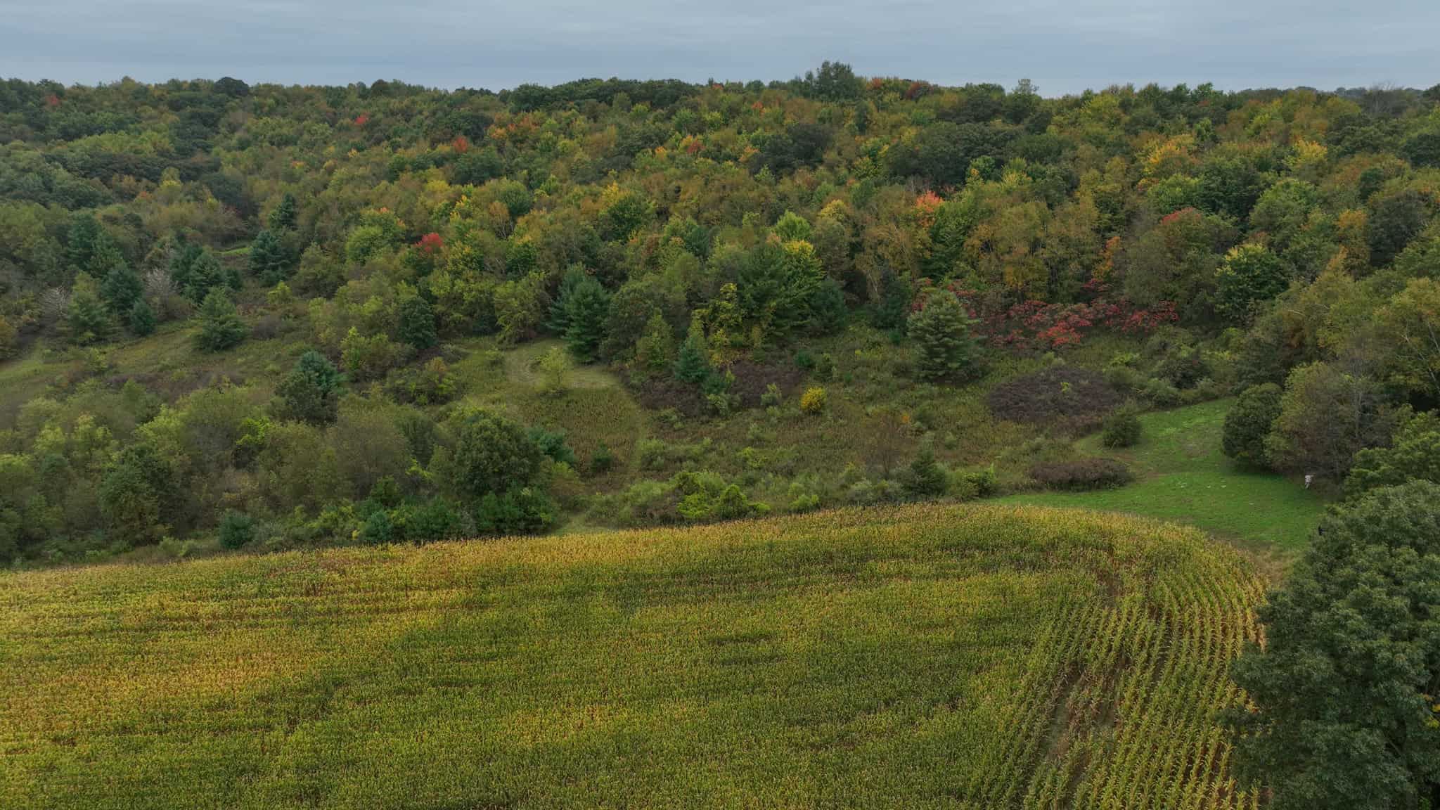 37.61-Acre Trophy Whitetail & Recreational Property | Hixton, Wisconsin