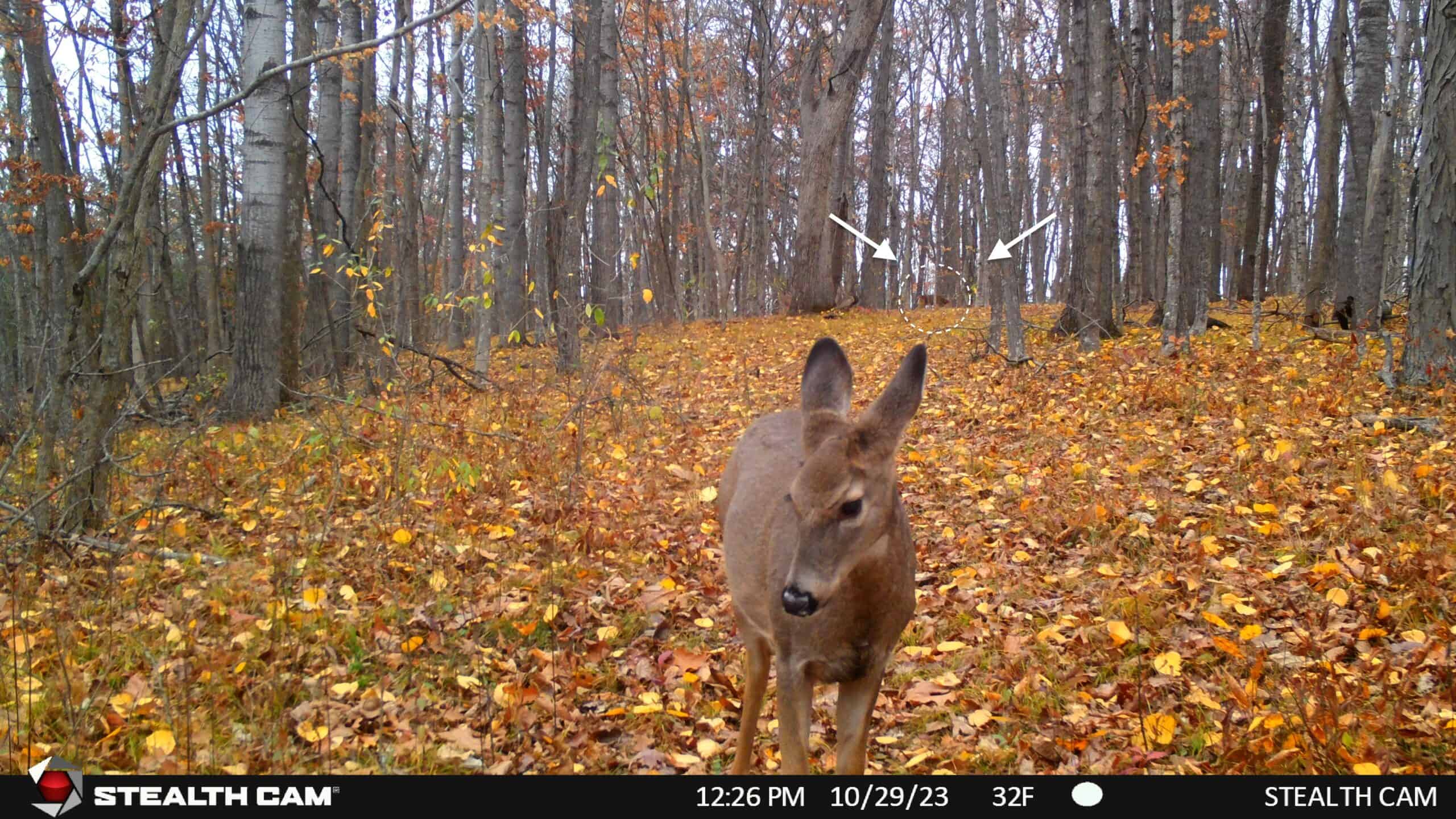 34.83-Acre Southwest Wisconsin Hunting Retreat | Viola, Wisconsin