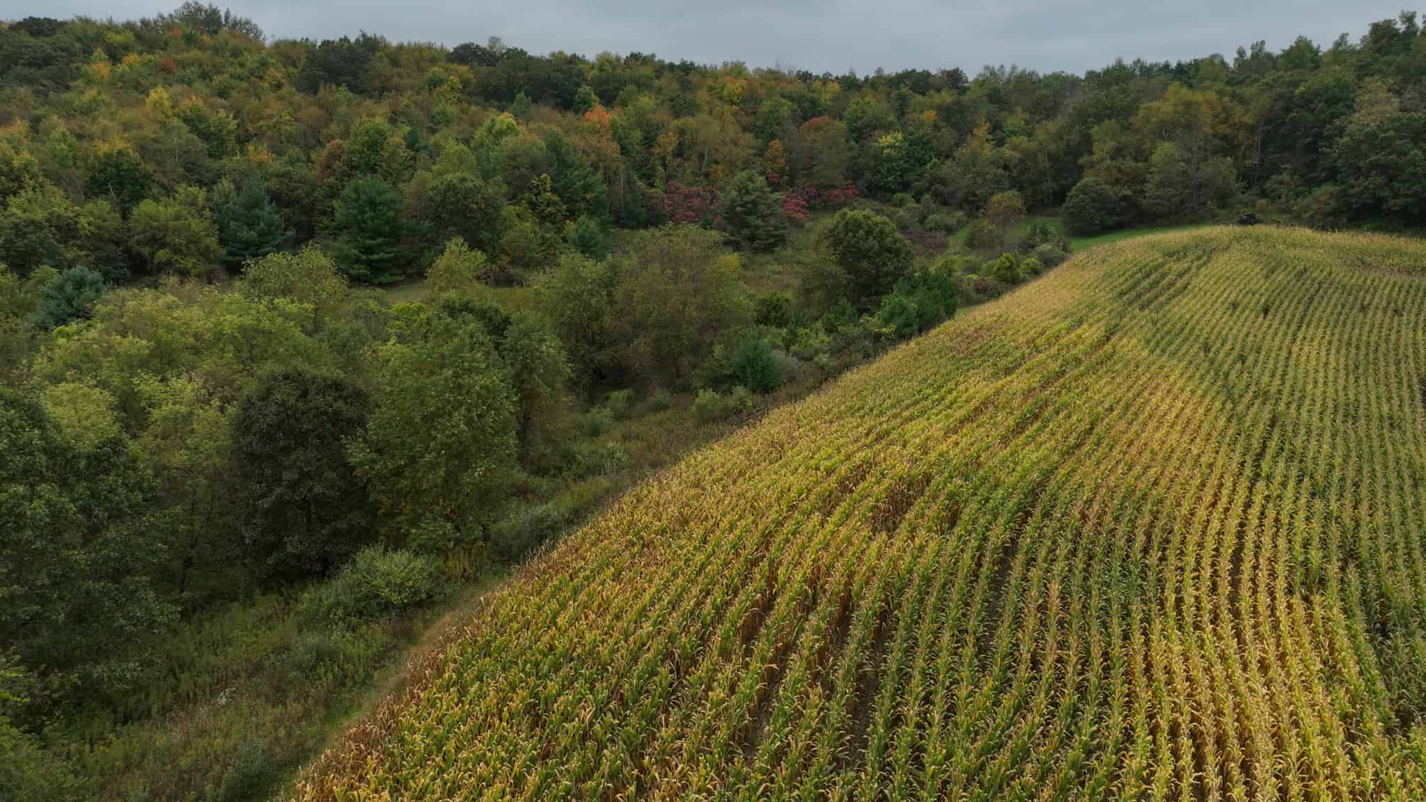 37.61-Acre Trophy Whitetail & Recreational Property | Hixton, Wisconsin