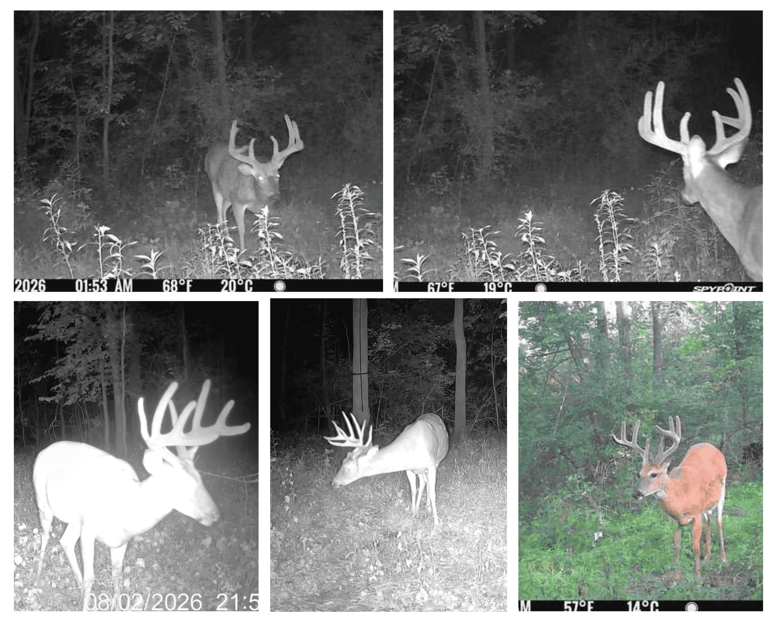 58.89-Acre Hunting Camp & Whitetail Retreat | Blue River, Wisconsin