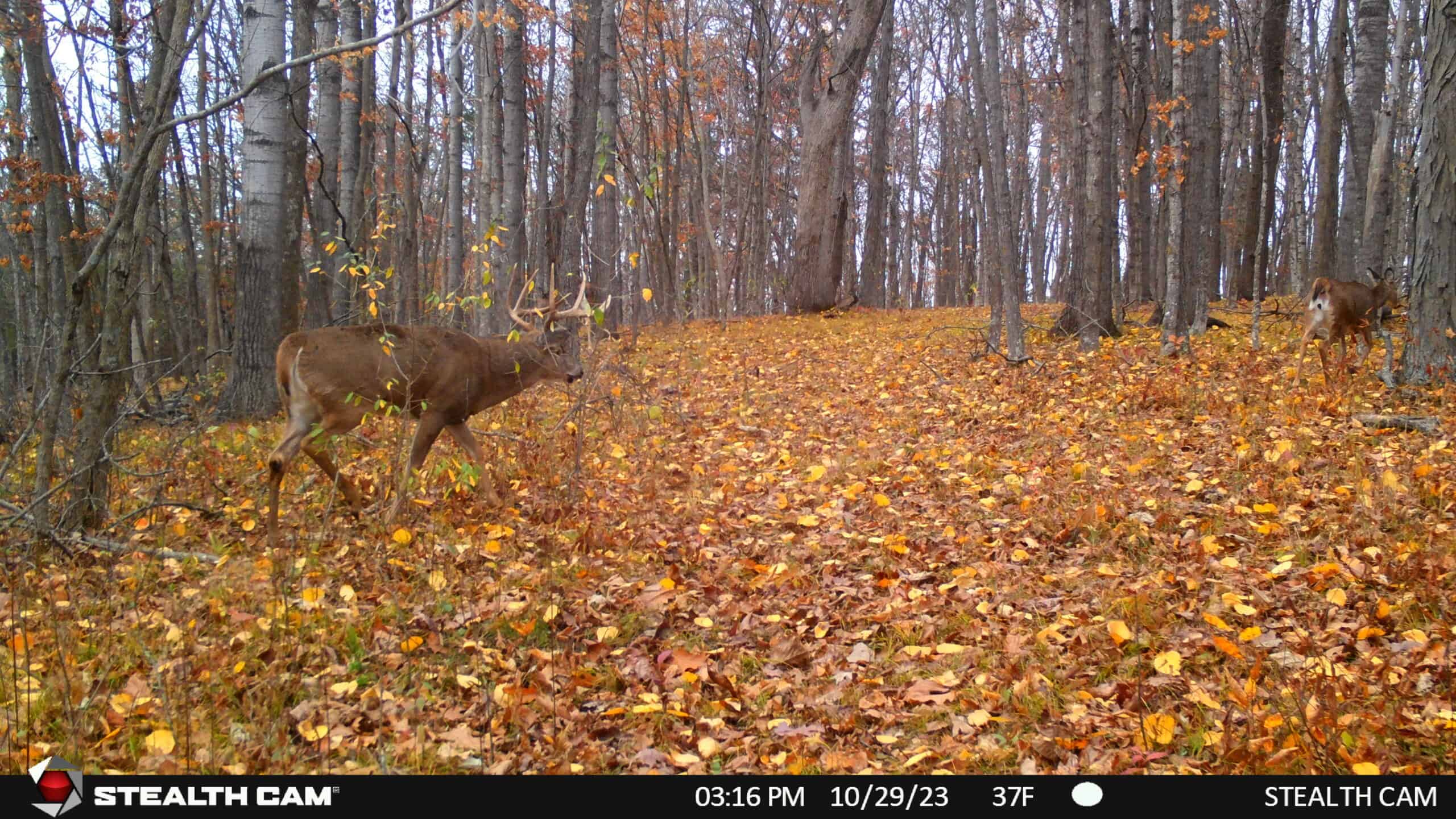 34.83-Acre Southwest Wisconsin Hunting Retreat | Viola, Wisconsin