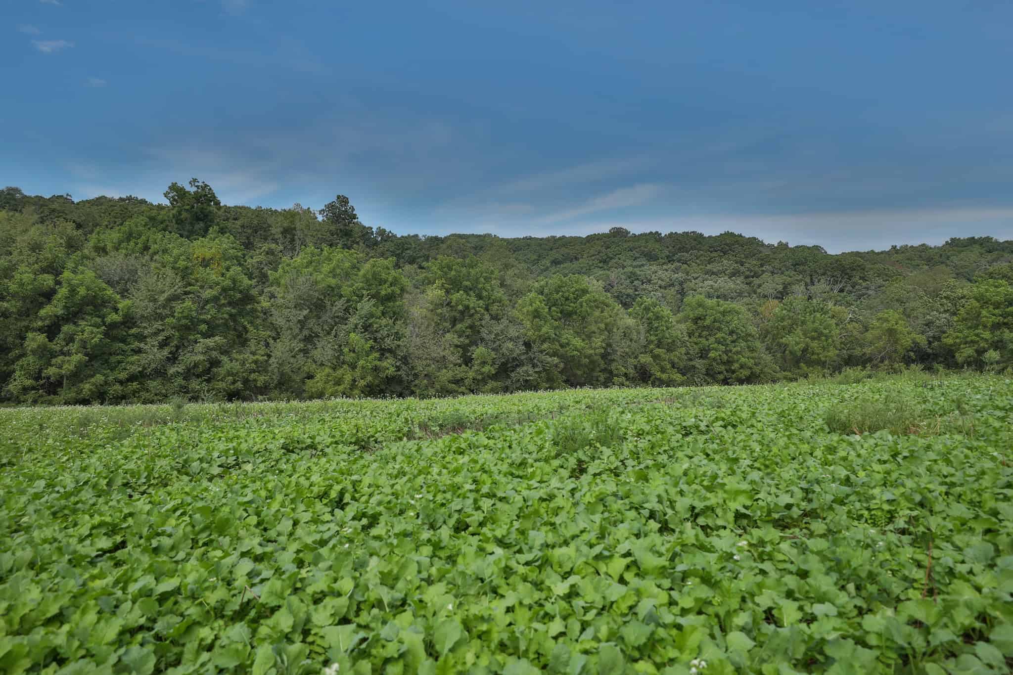 The Blue Mounds 32 — A Private Whitetail Hunting Retreat in Iowa County, Wisconsin