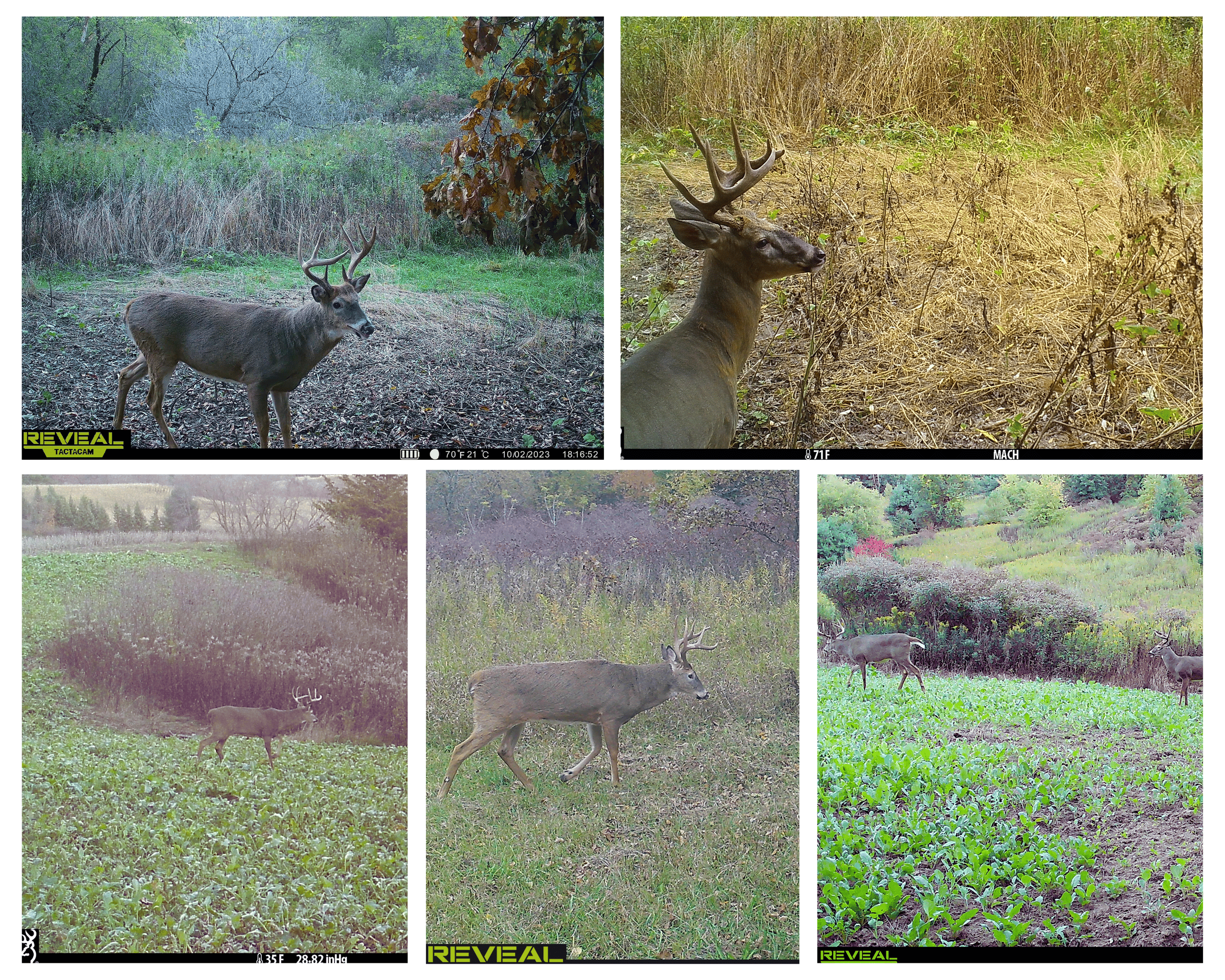 37.61-Acre Trophy Whitetail & Recreational Property | Hixton, Wisconsin