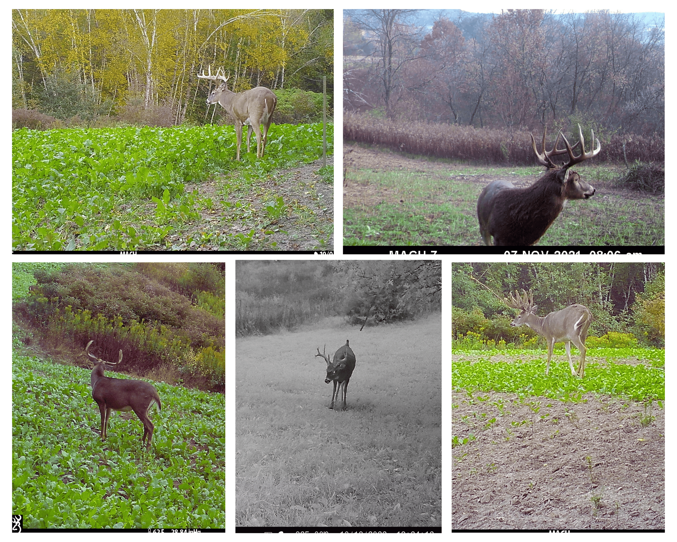 37.61-Acre Trophy Whitetail & Recreational Property | Hixton, Wisconsin