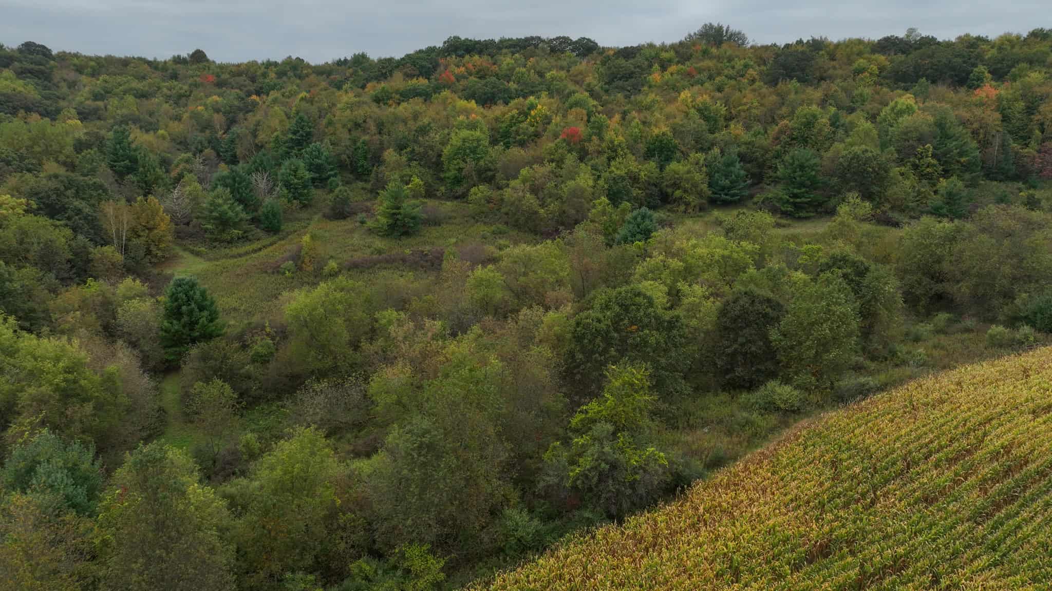 37.61-Acre Trophy Whitetail & Recreational Property | Hixton, Wisconsin