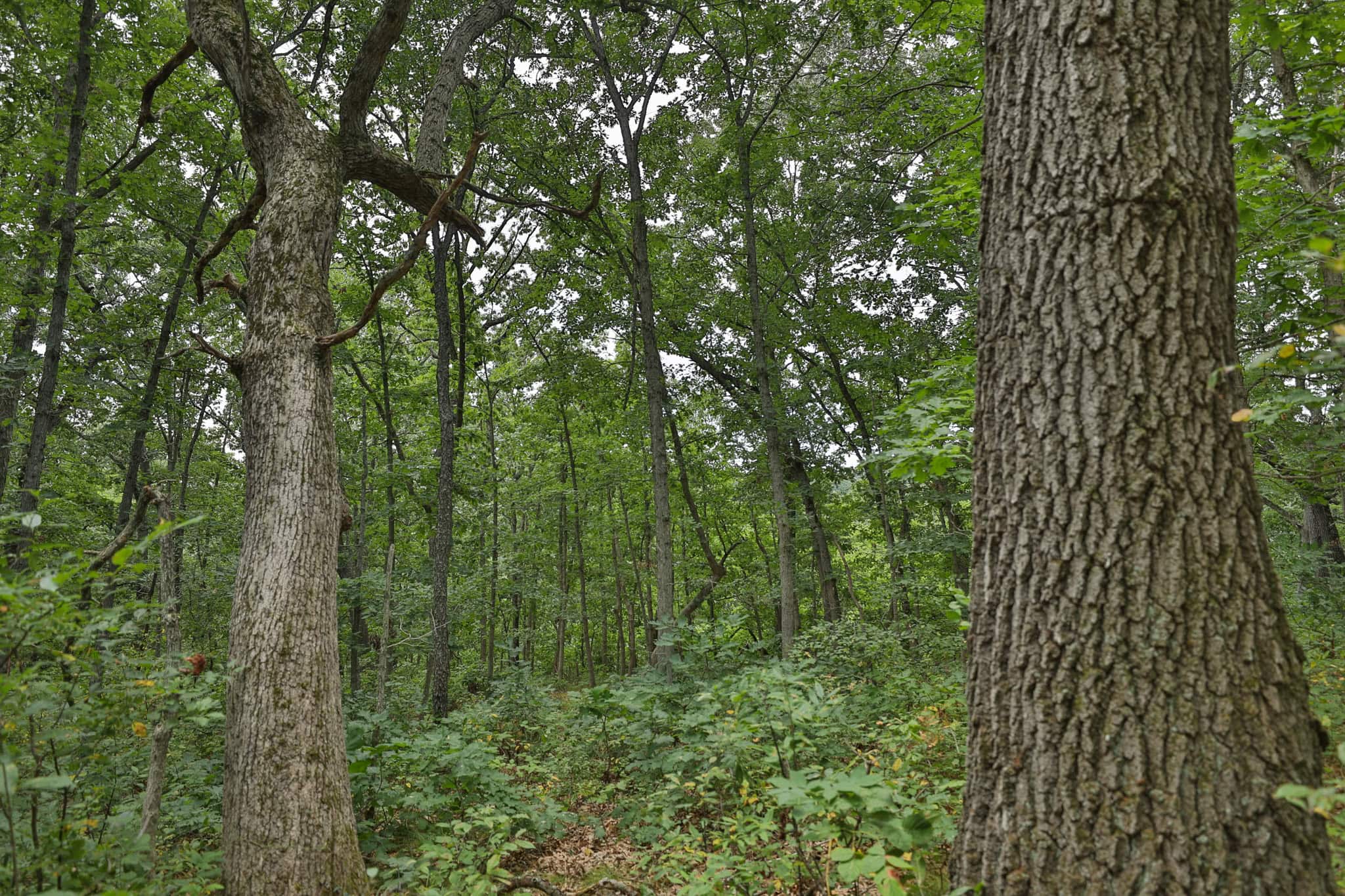 The Blue Mounds 32 — A Private Whitetail Hunting Retreat in Iowa County, Wisconsin