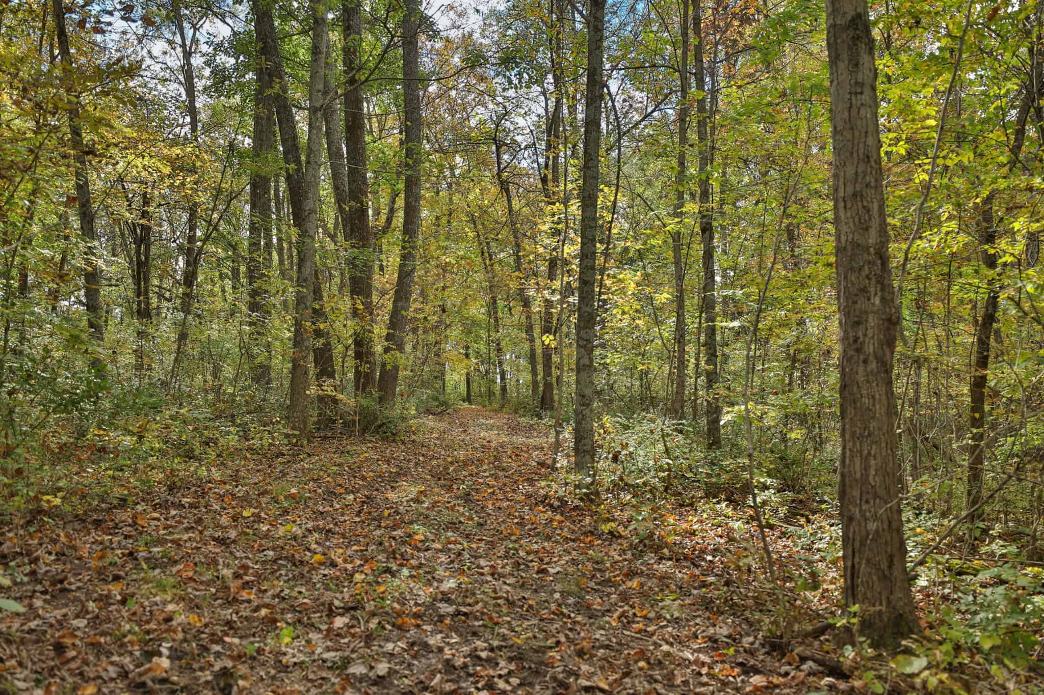 58.89-Acre Hunting Camp & Whitetail Retreat | Blue River, Wisconsin
