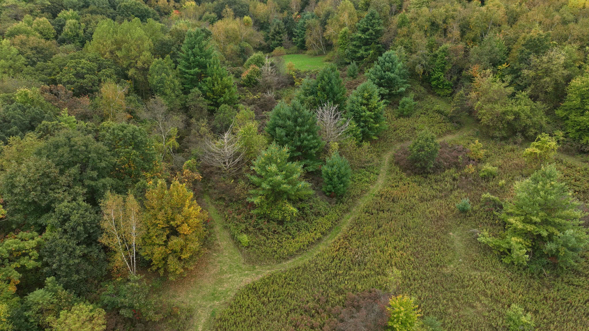 37.61-Acre Trophy Whitetail & Recreational Property | Hixton, Wisconsin