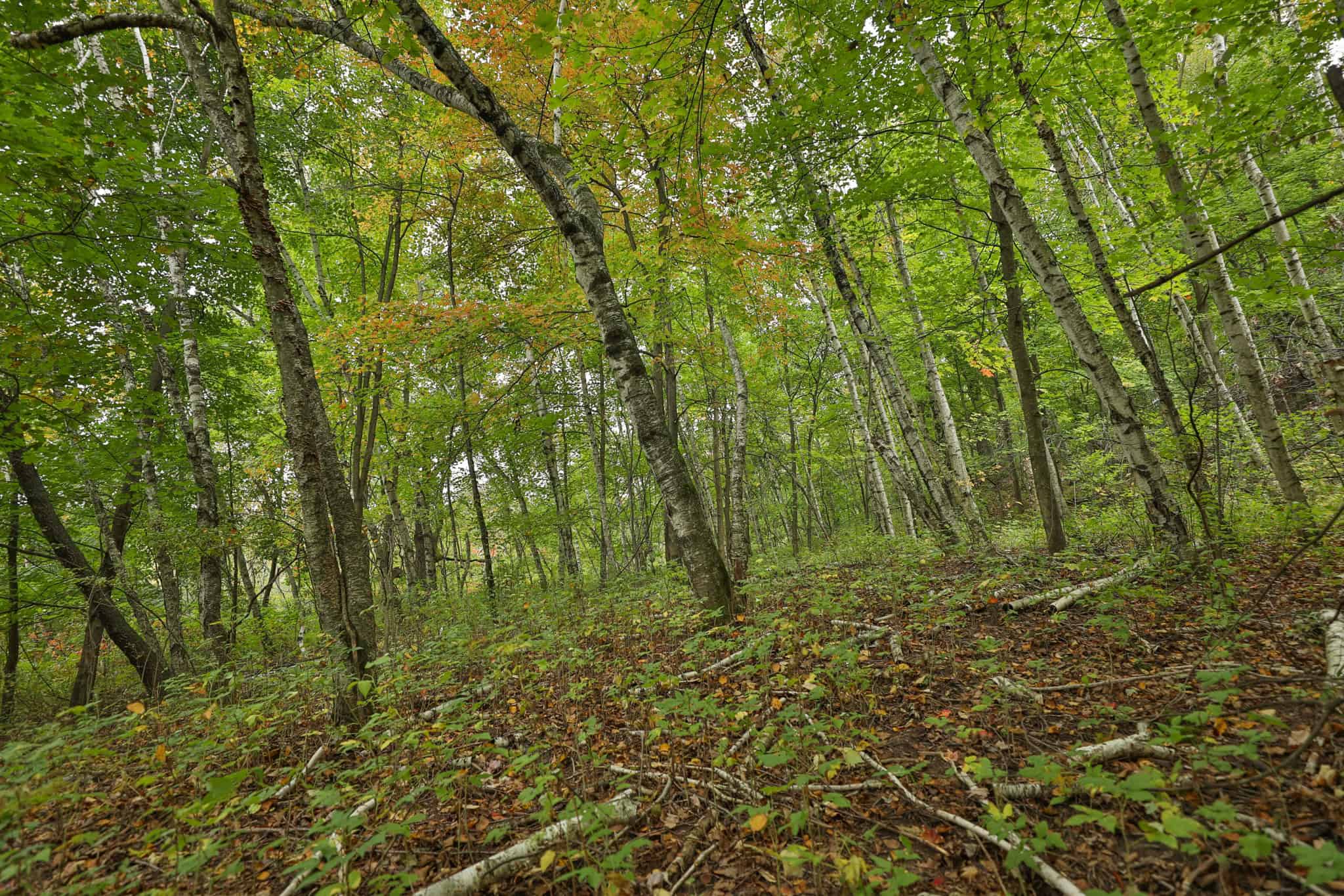 37.61-Acre Trophy Whitetail & Recreational Property | Hixton, Wisconsin