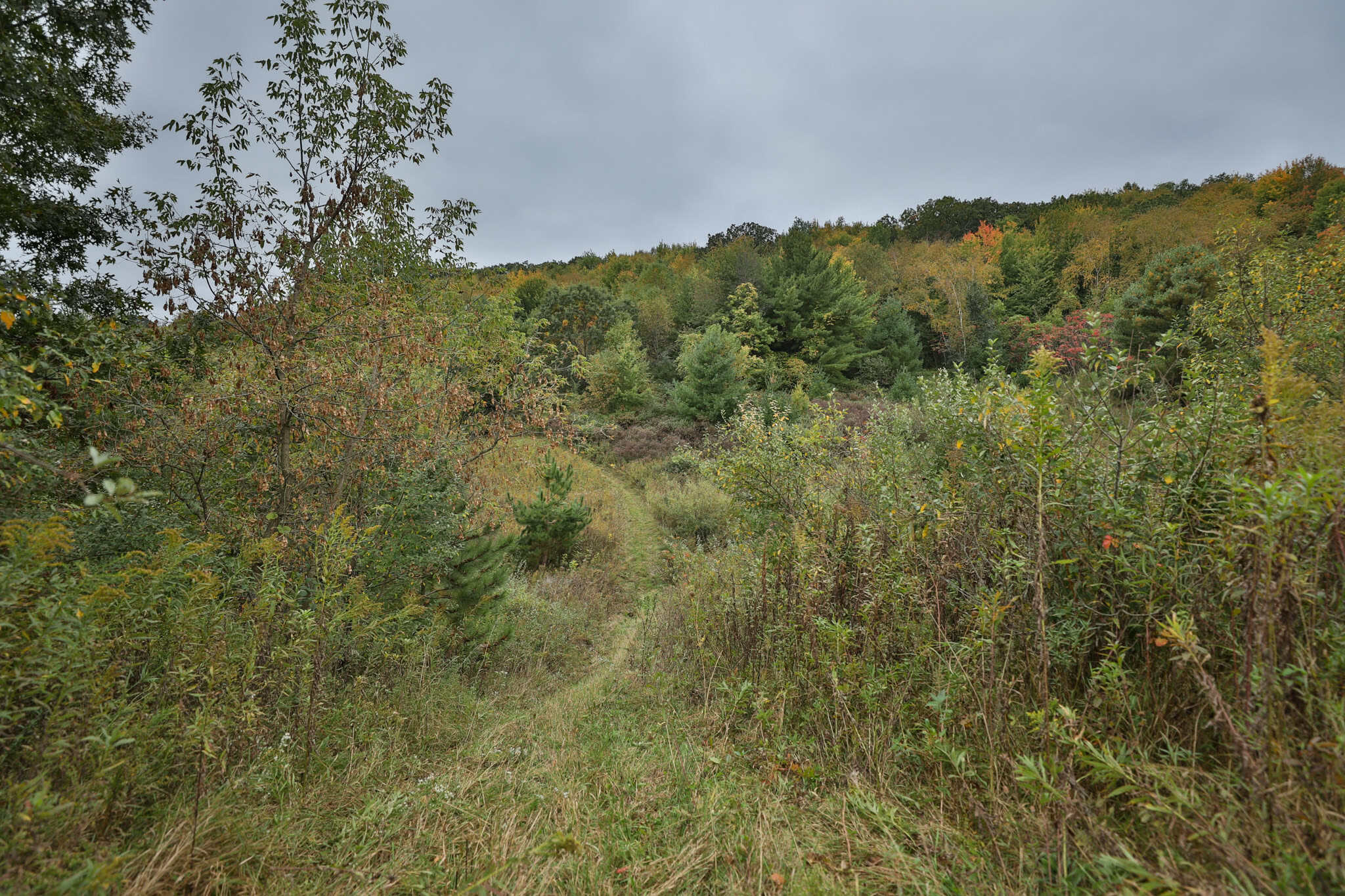 37.61-Acre Trophy Whitetail & Recreational Property | Hixton, Wisconsin