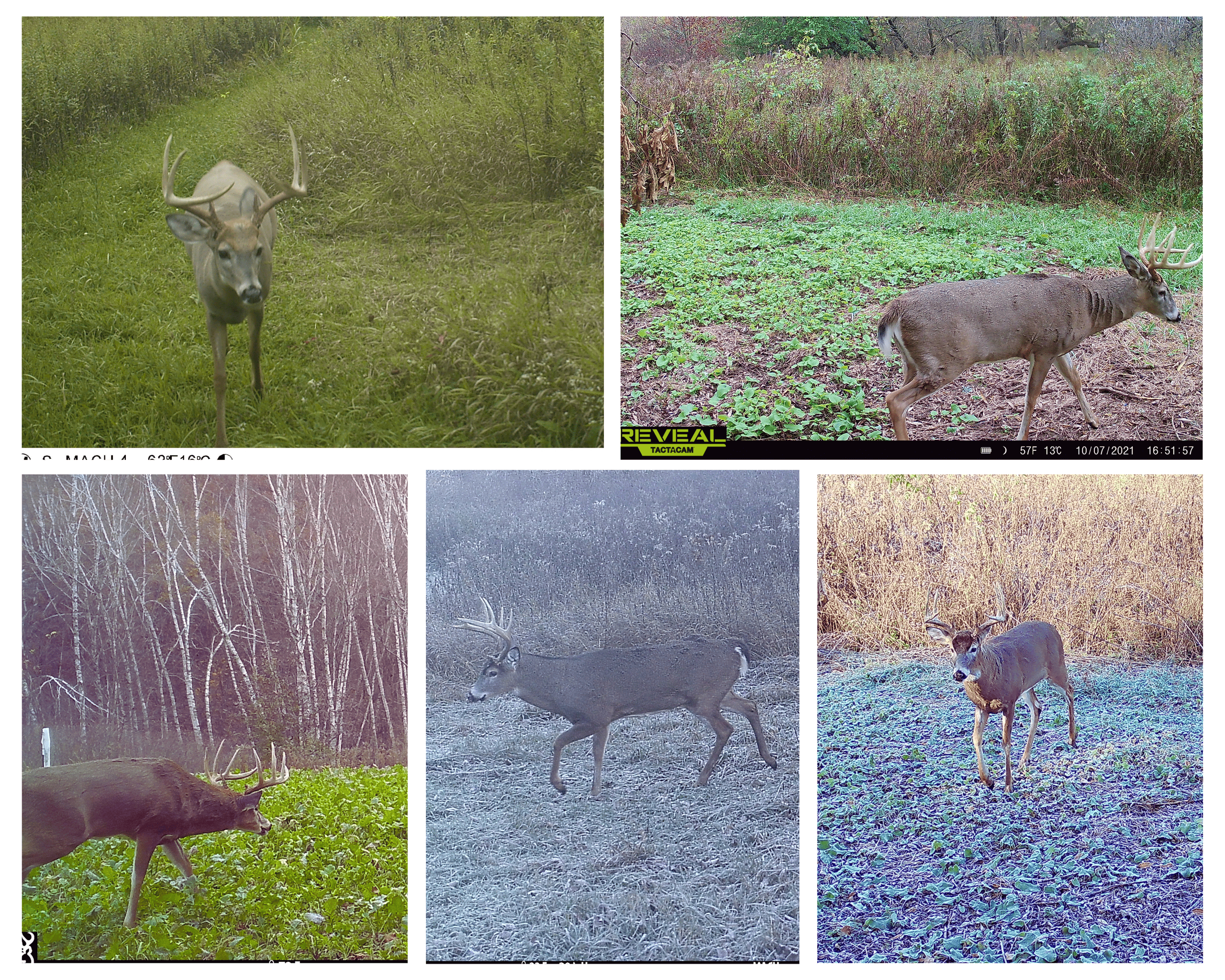 37.61-Acre Trophy Whitetail & Recreational Property | Hixton, Wisconsin