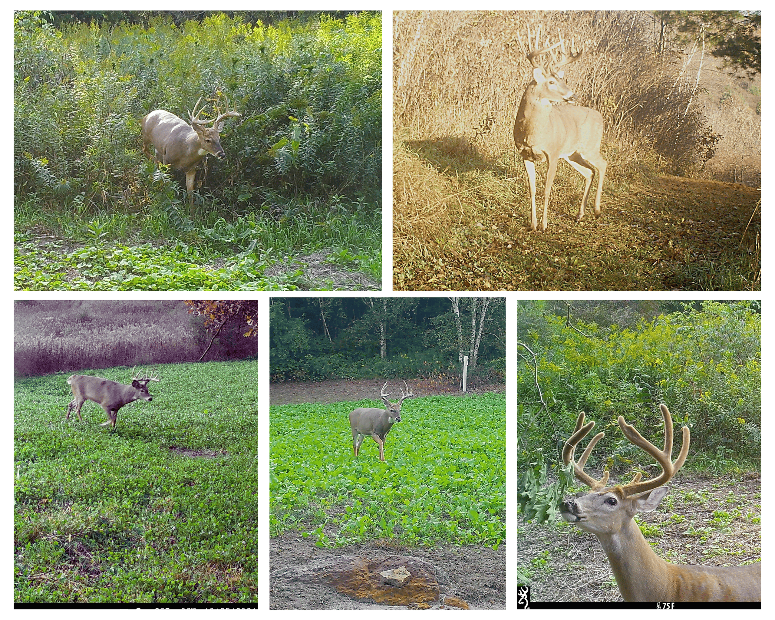 37.61-Acre Trophy Whitetail & Recreational Property | Hixton, Wisconsin