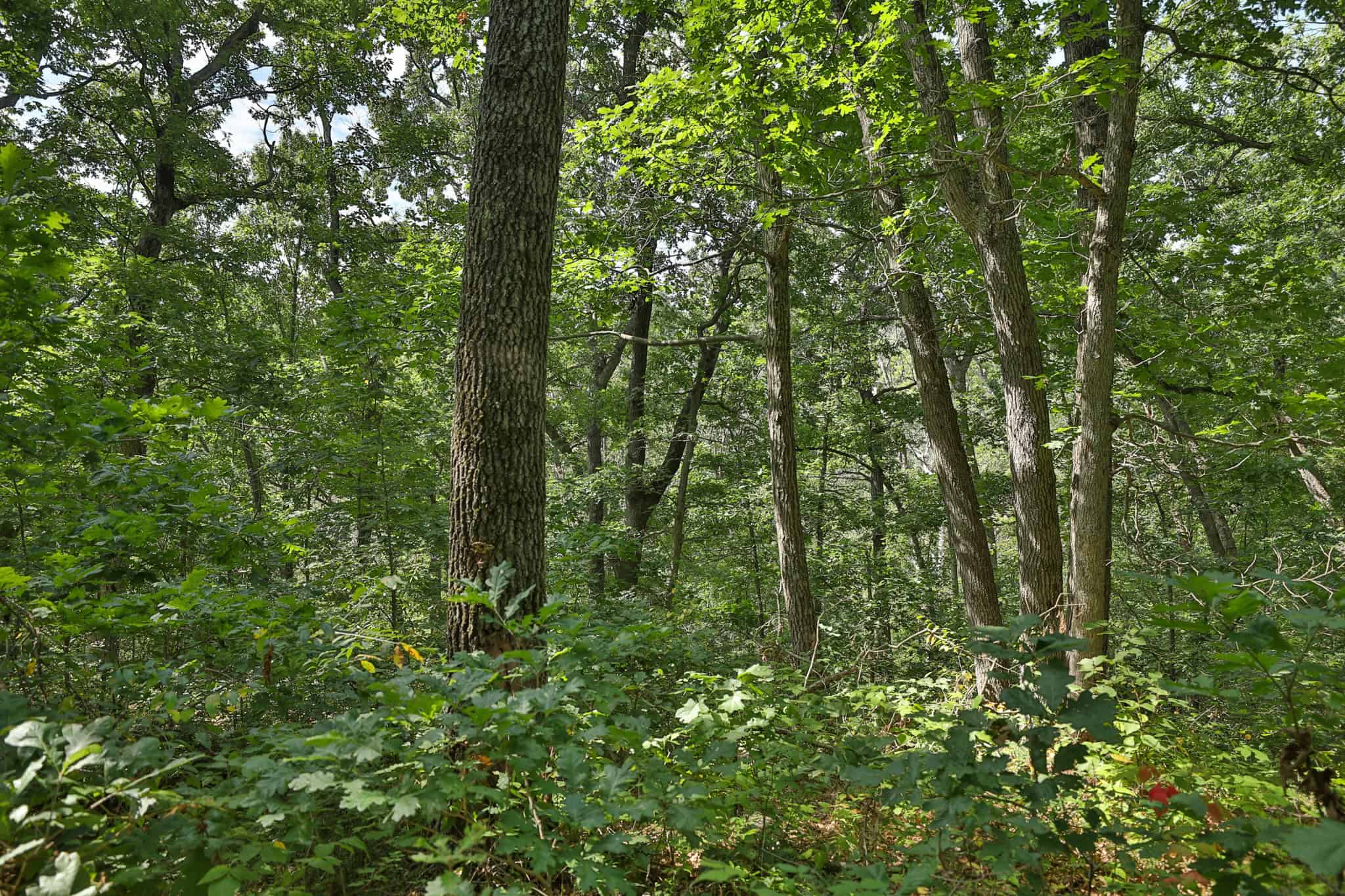 The Blue Mounds 32 — A Private Whitetail Hunting Retreat in Iowa County, Wisconsin