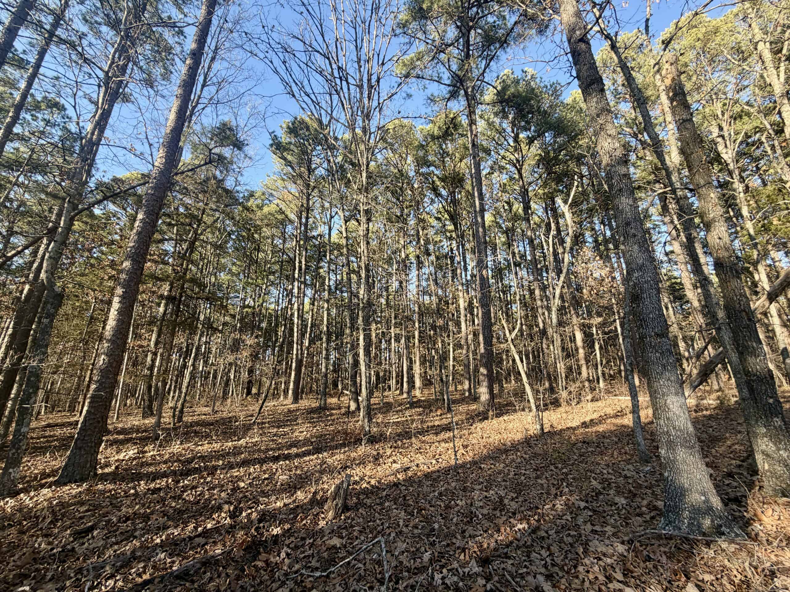 20 ± Acre Wooded Land for Sale in Salem, MO