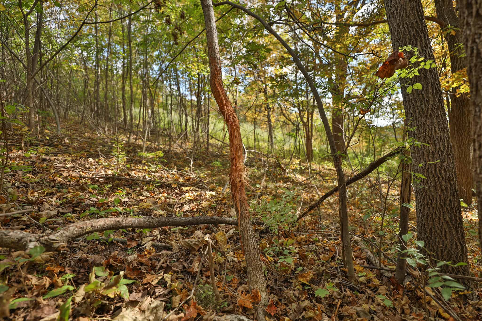58.89-Acre Hunting Camp & Whitetail Retreat | Blue River, Wisconsin